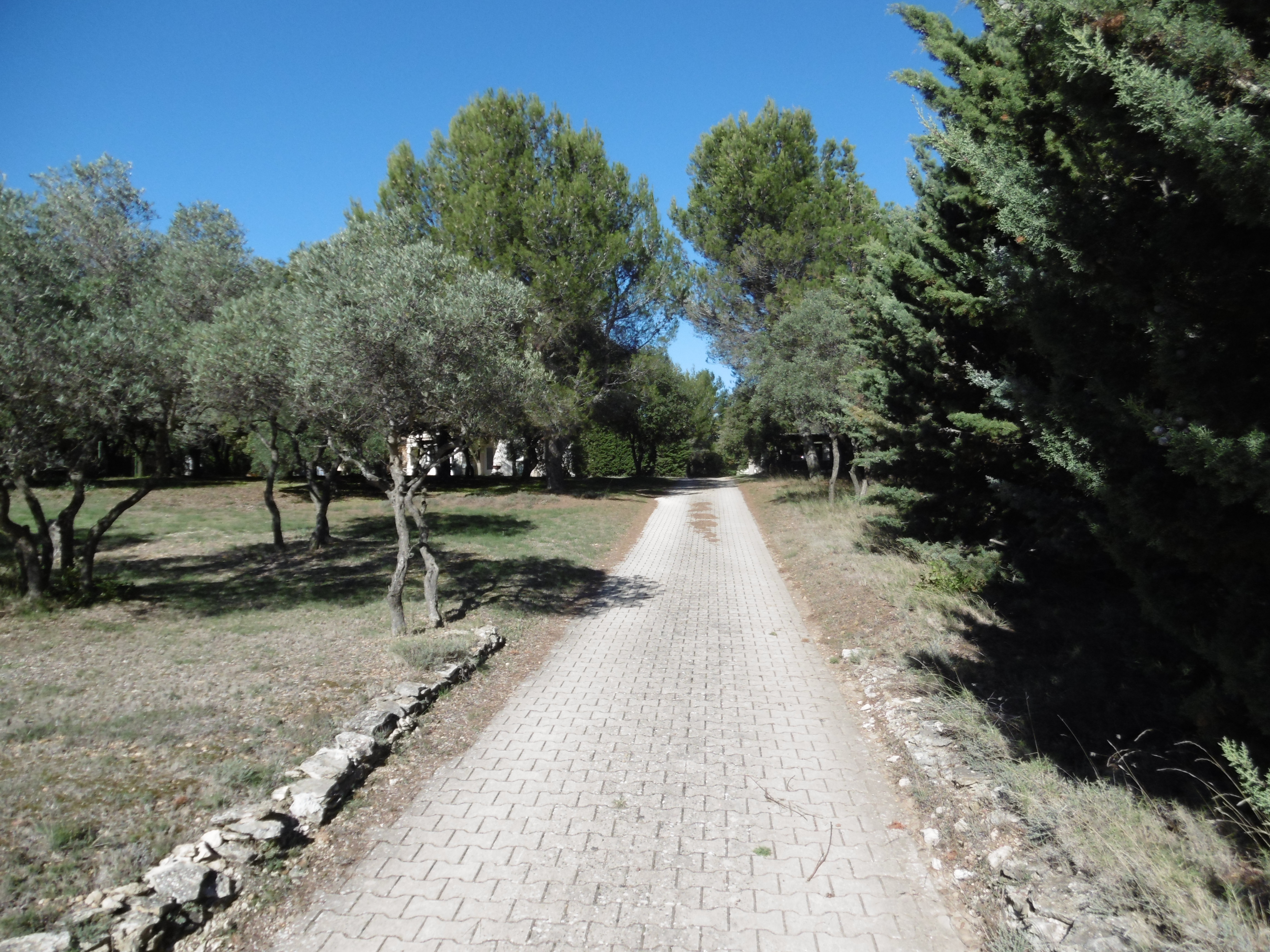 House in the scrubland, surrounded by olive trees