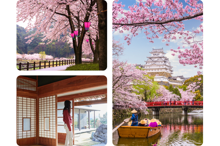Kolase tiga foto musim sakura di Jepang. Di sisi kiri atas, pohon besar yang penuh dengan bunga sakura menjulur di atas jalan beraspal dan berpagar. Ada lentera merah muda digantung di dahan-dahannya. Di sisi kiri bawah, seorang wanita melihat ke arah luar pintu geser yang terbuka di sebuah rumah bergaya Jepang. Di sisi kanan, sebuah perahu kayu kecil membawa orang menyusuri sungai ke arah jembatan merah. Ada sebuah kastel Jepang yang terletak di atas bukit di latar belakang, berbingkai dahan dan ranting bunga sakura.