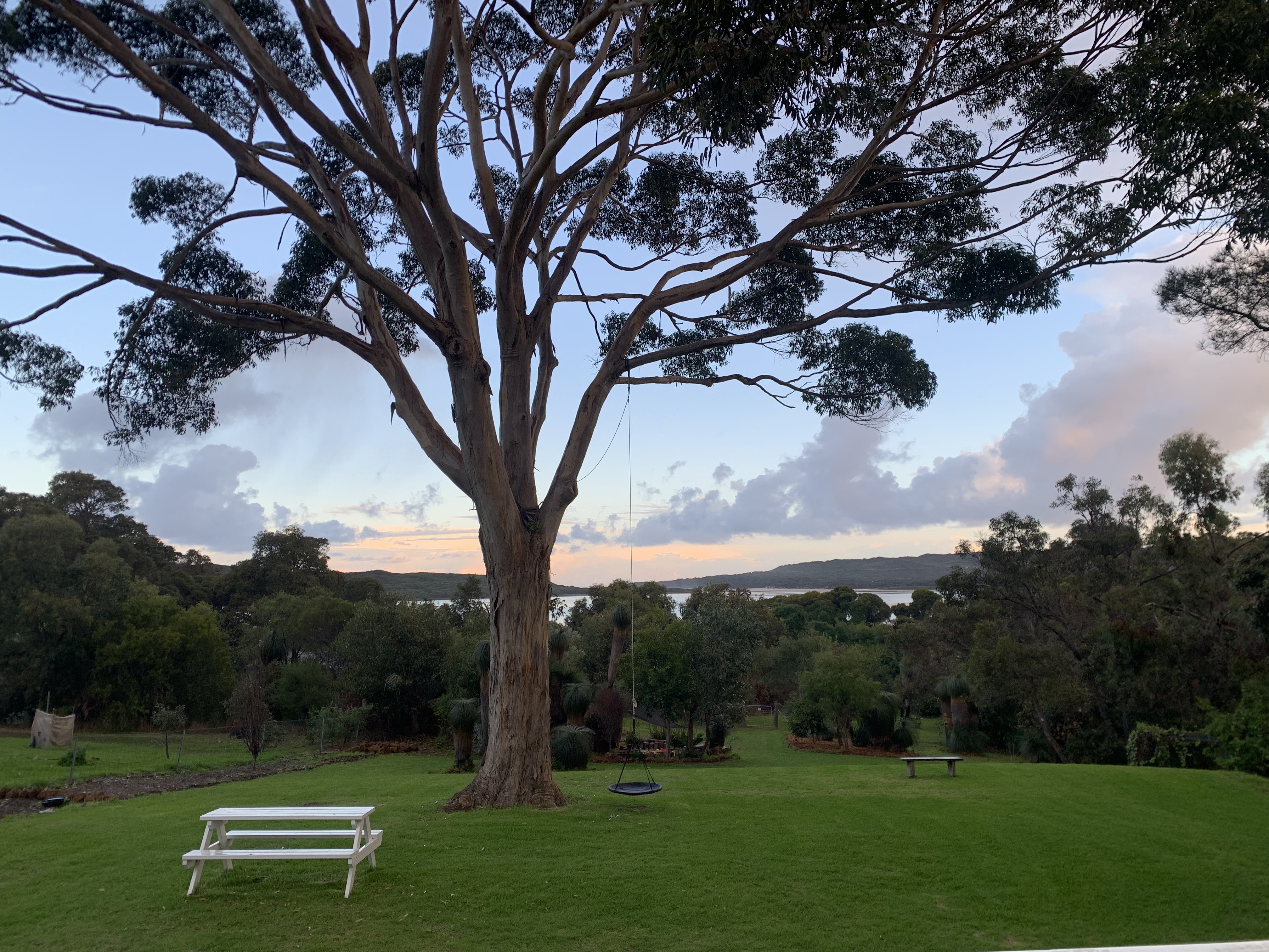 Under the Karri Tree