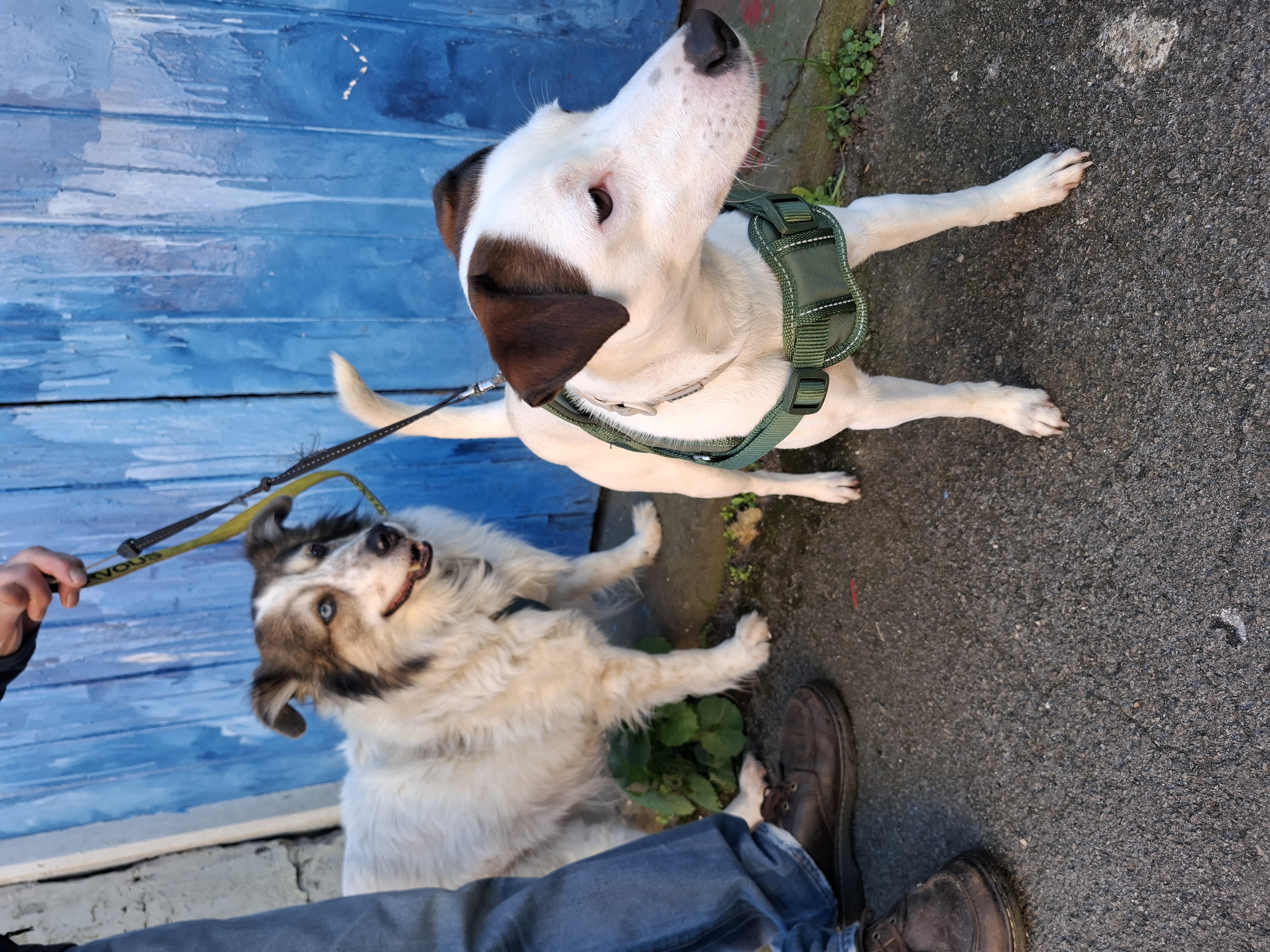 Dog lovers home from home in Ashley, Bristol