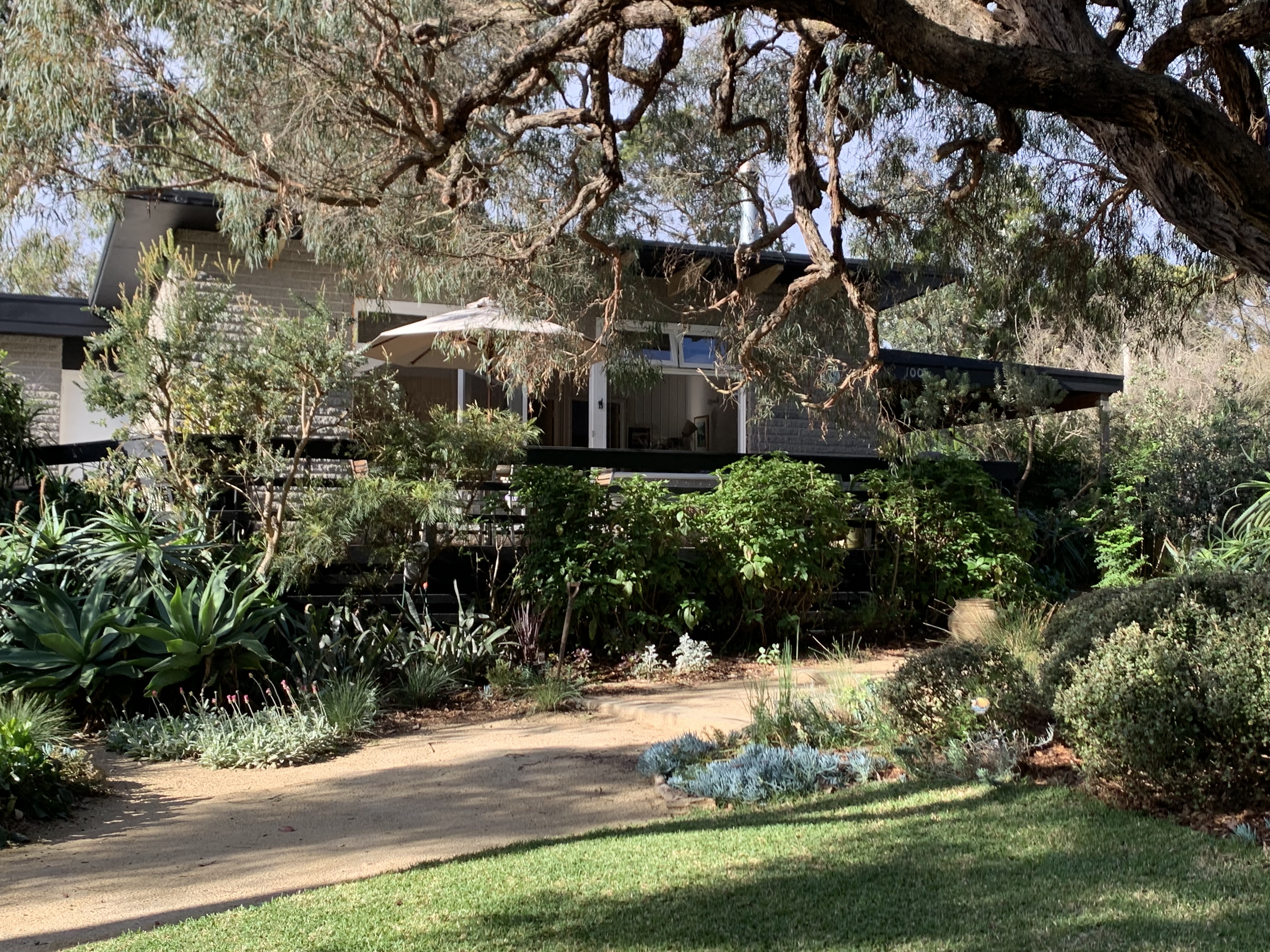 Mimosa, Somers in Hastings - Somers, Mornington Peninsula