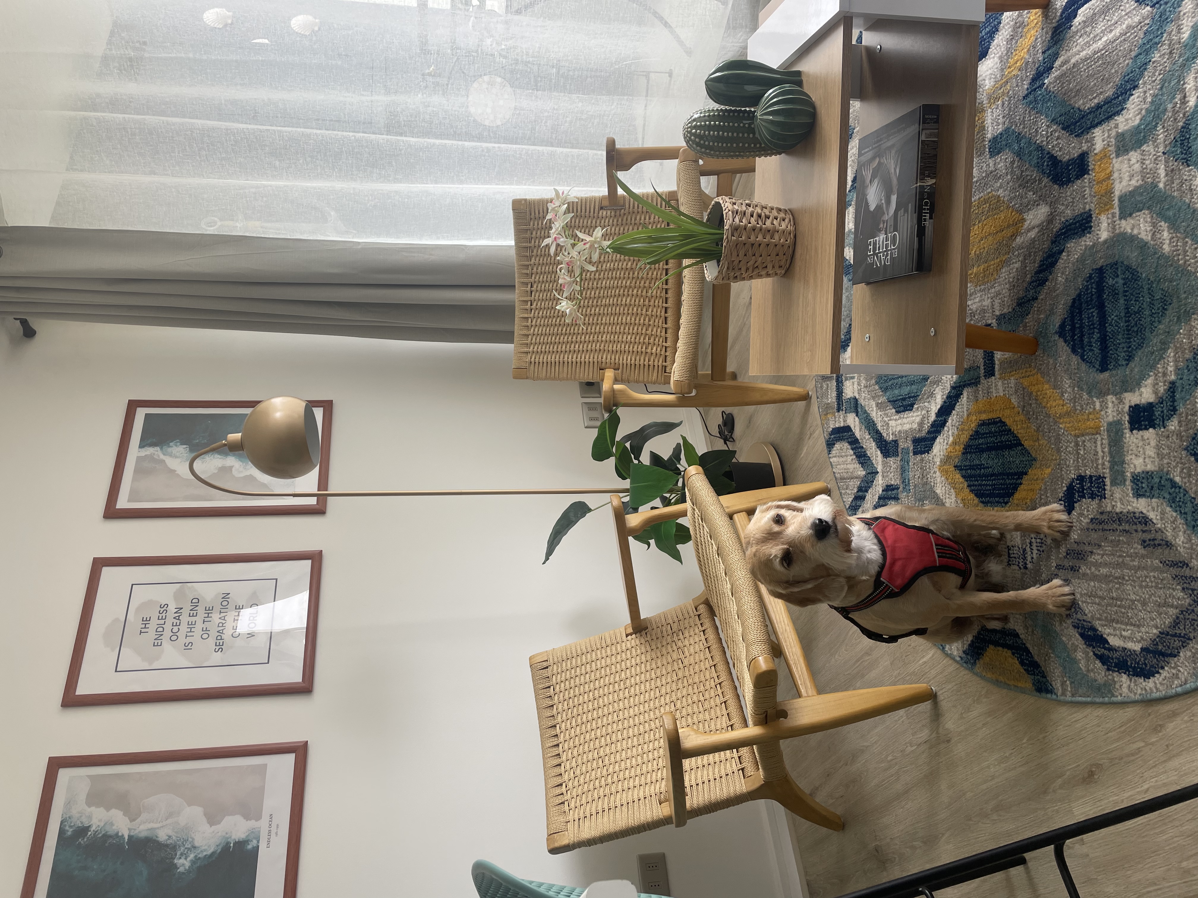 Papudo pet friendly apartment