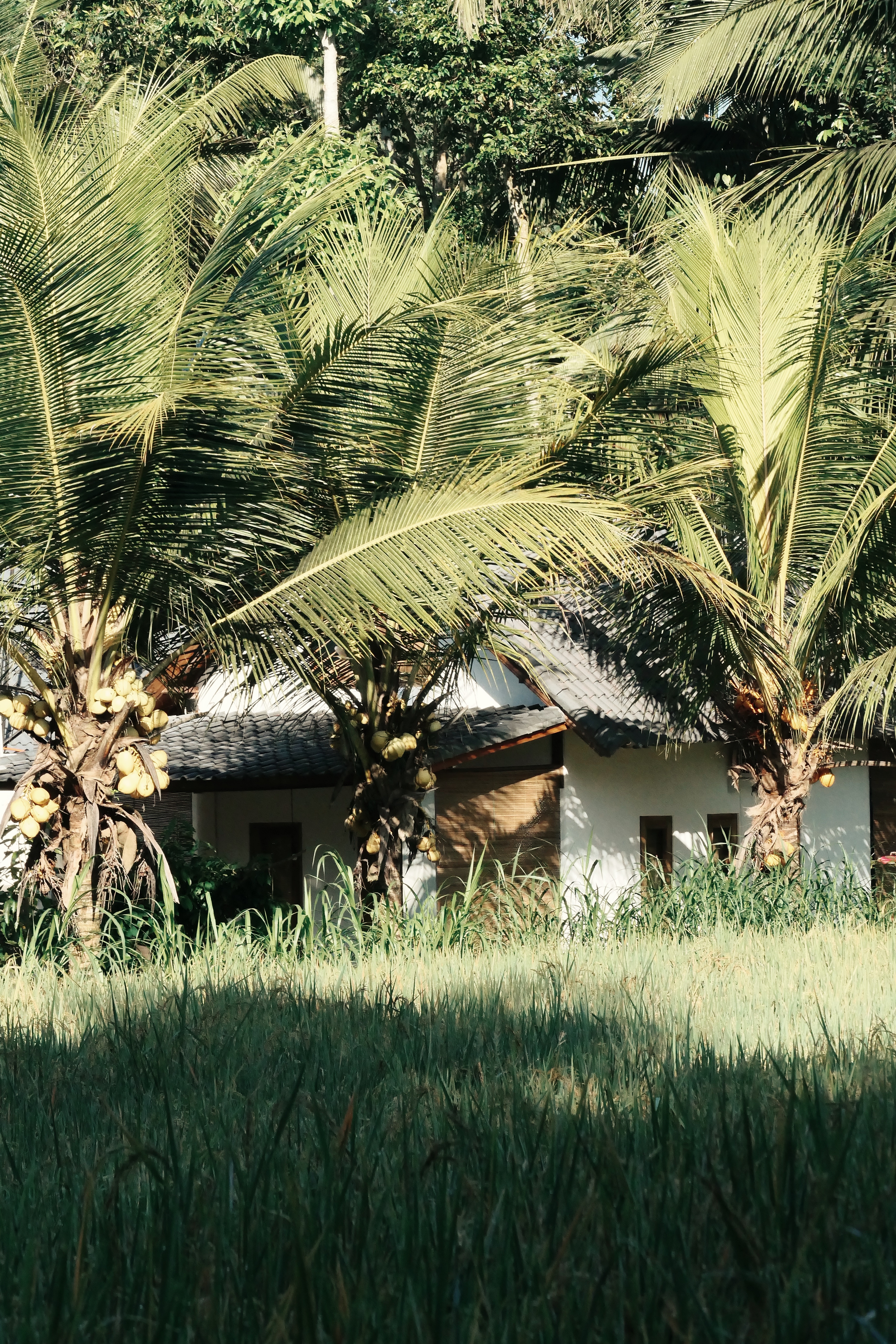 Minimalist House with Large Garden outside Ubud