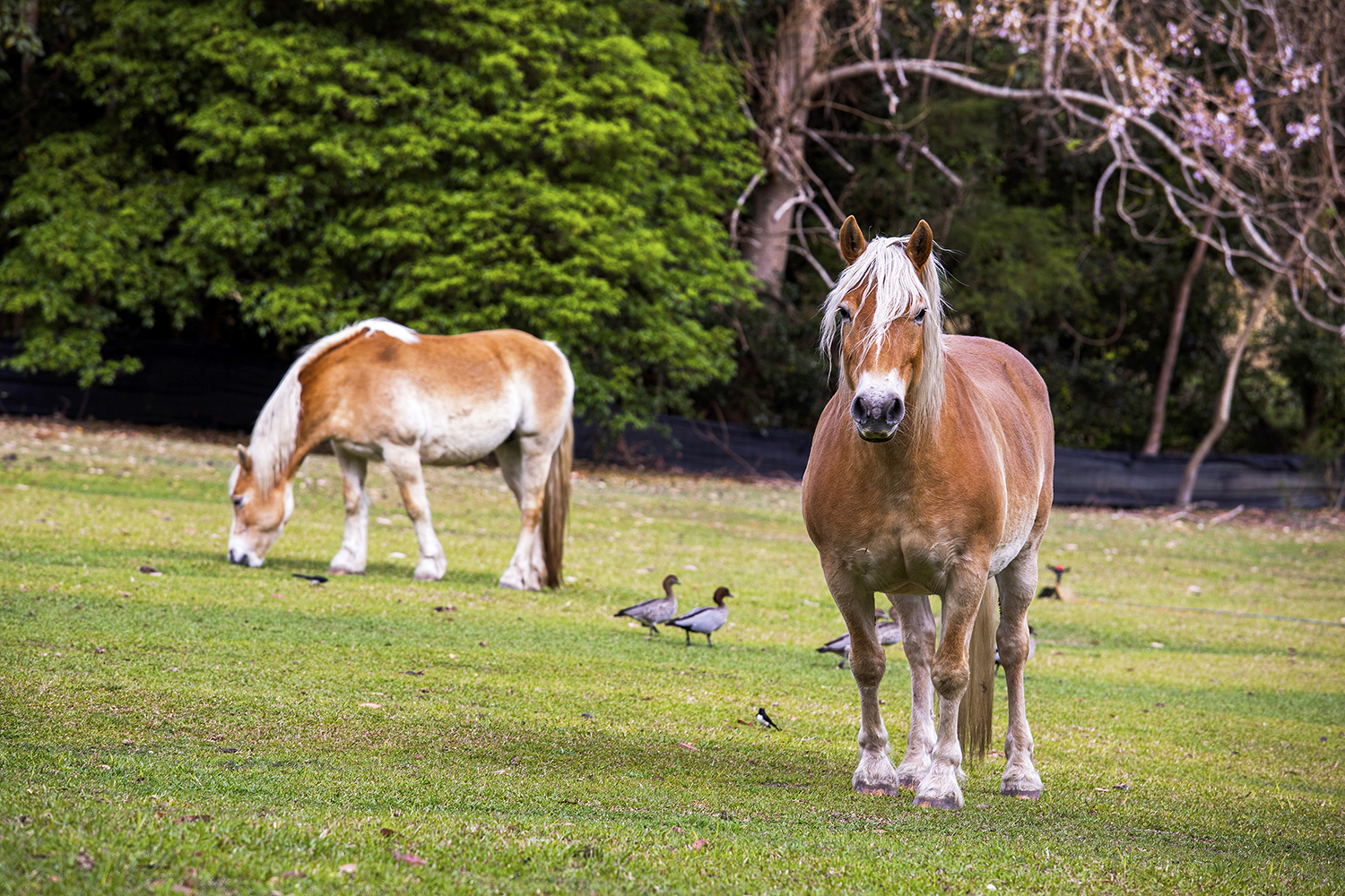 Ann's Farmhouse in Bellingen, Mid North Coast