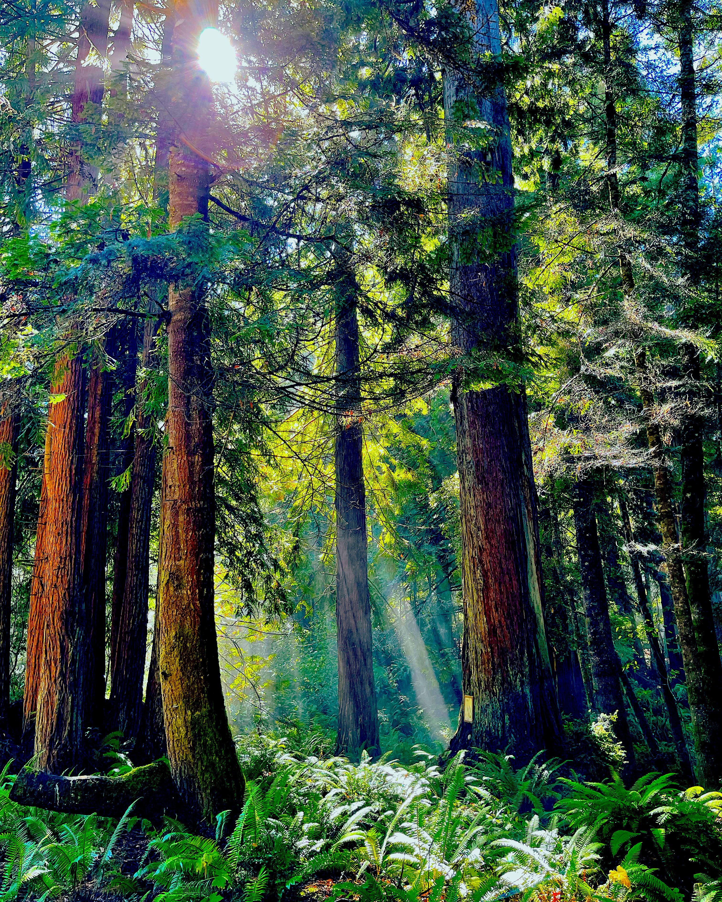 The Nature Sanctuary at Ocean Forest
