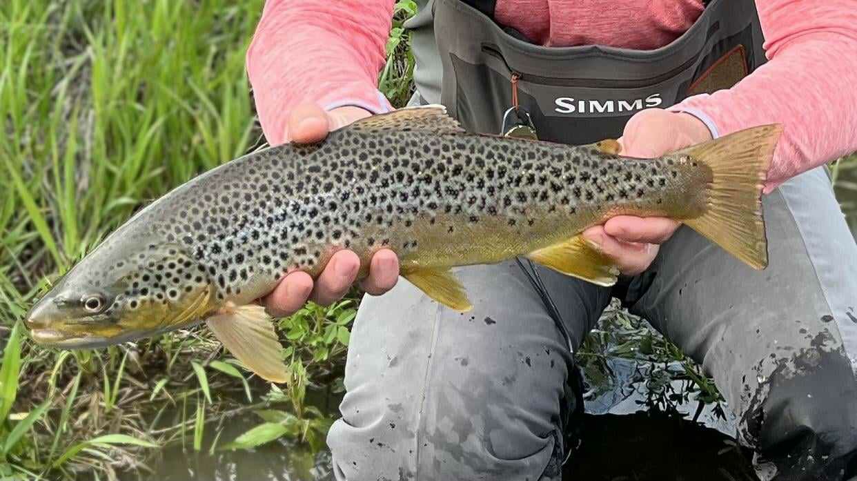 Wild Outdoor Adventures Montana Fly fishing, Suite