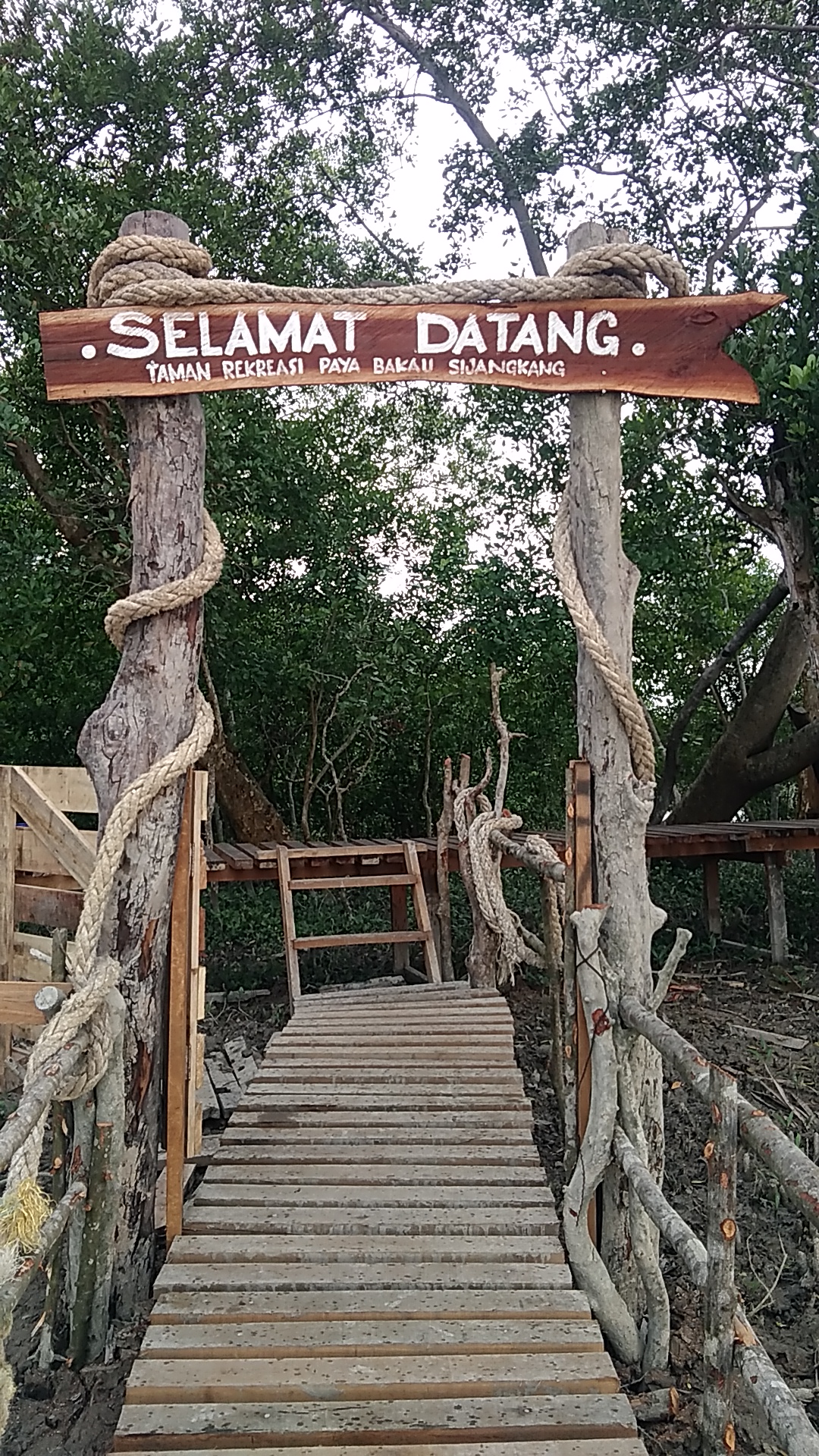 paya bakau in english