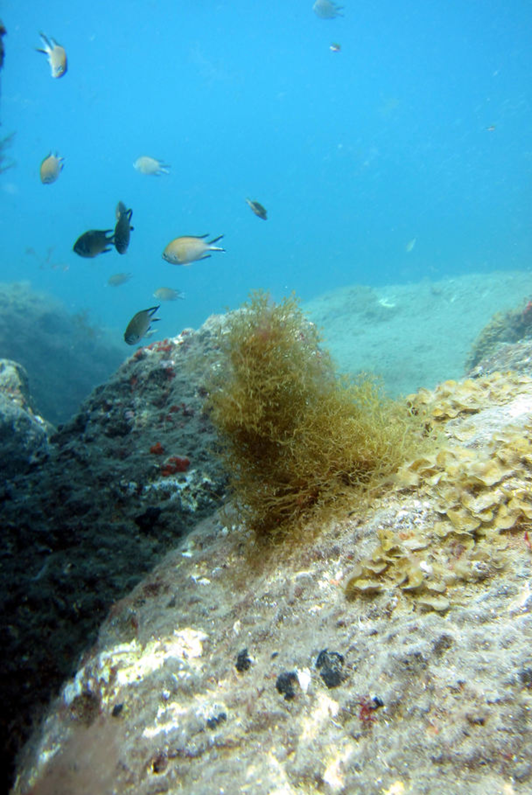 Scuba Diving Experience In Puerto Rico Airbnb