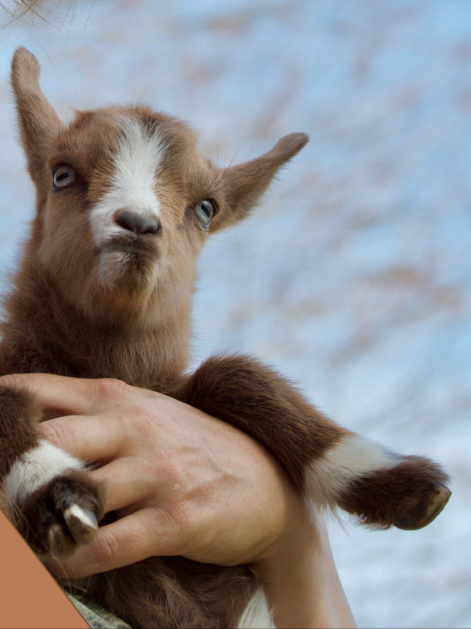 Playtime With Rare Fainting Goats Airbnb