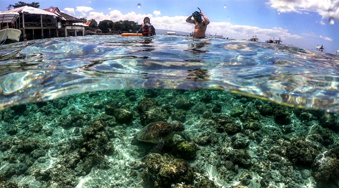 Snorkeling Moalboal Sardines and turtles Airbnb
