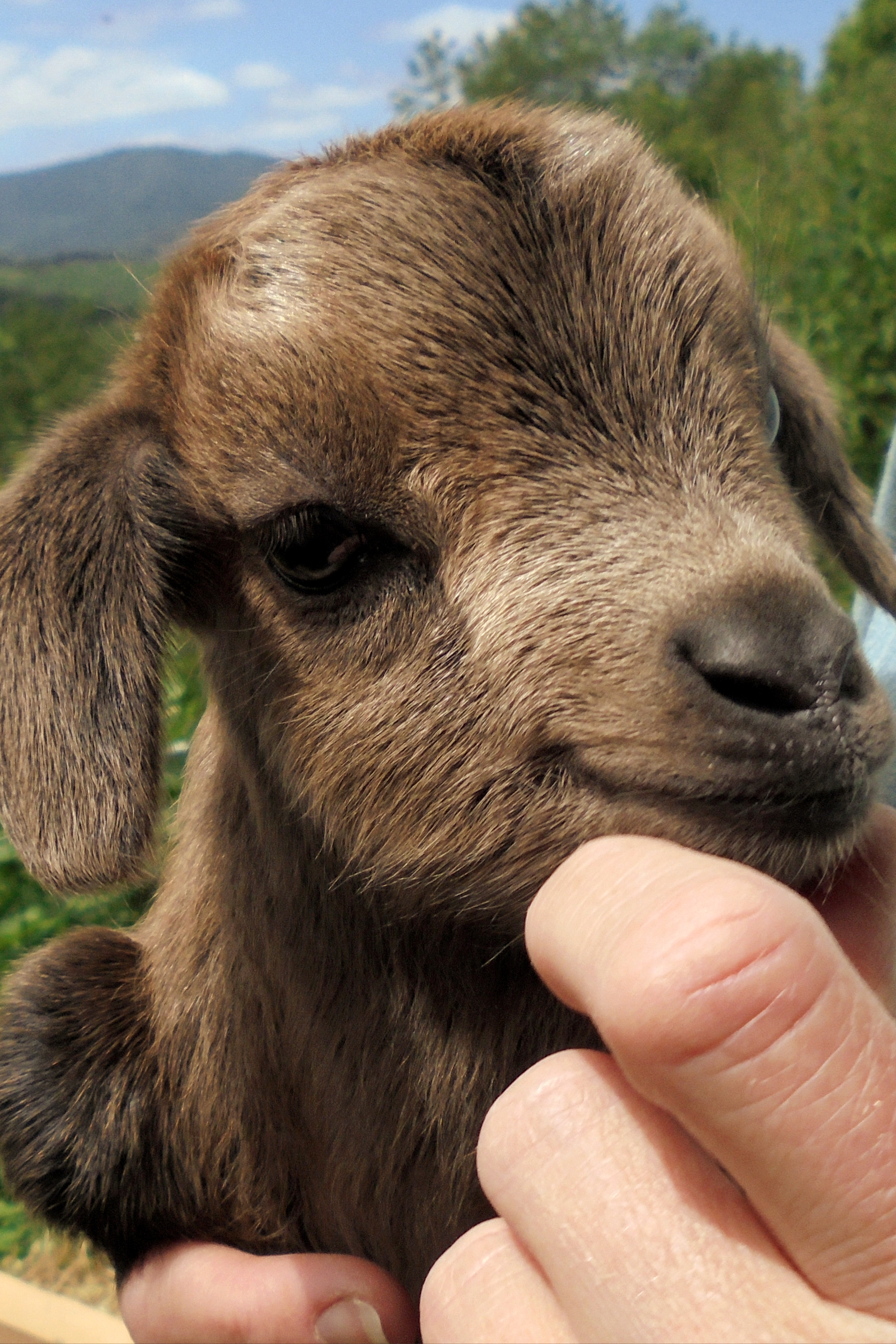 Cares For Little Goats Airbnb Cares For Little Goats Airbnb