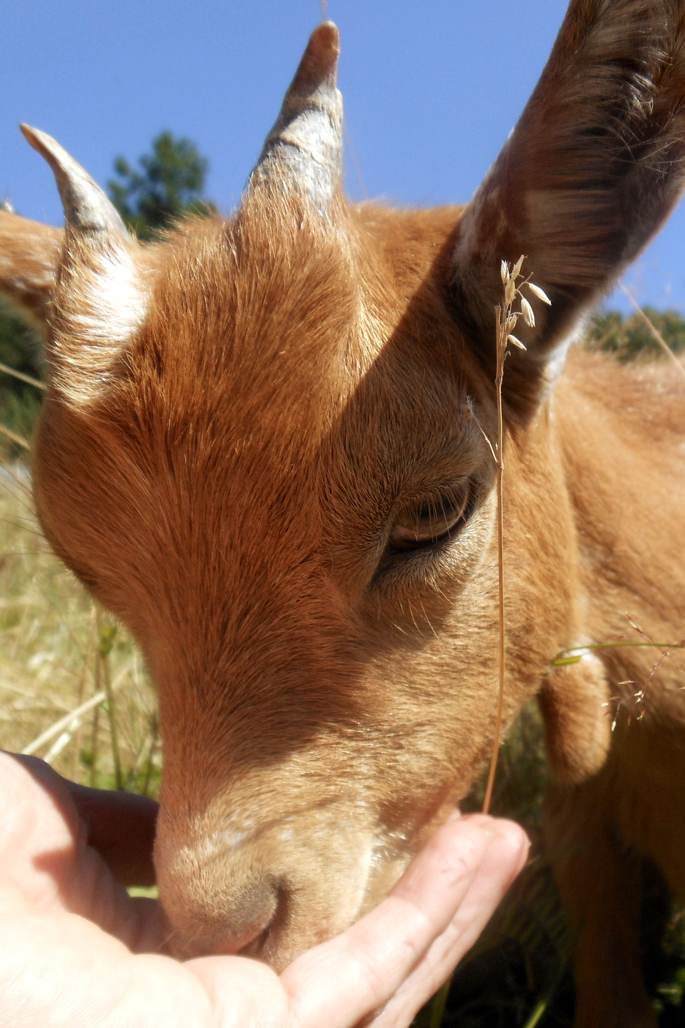 Je Caline Et Soigne Ma Chevre Miniature Airbnb