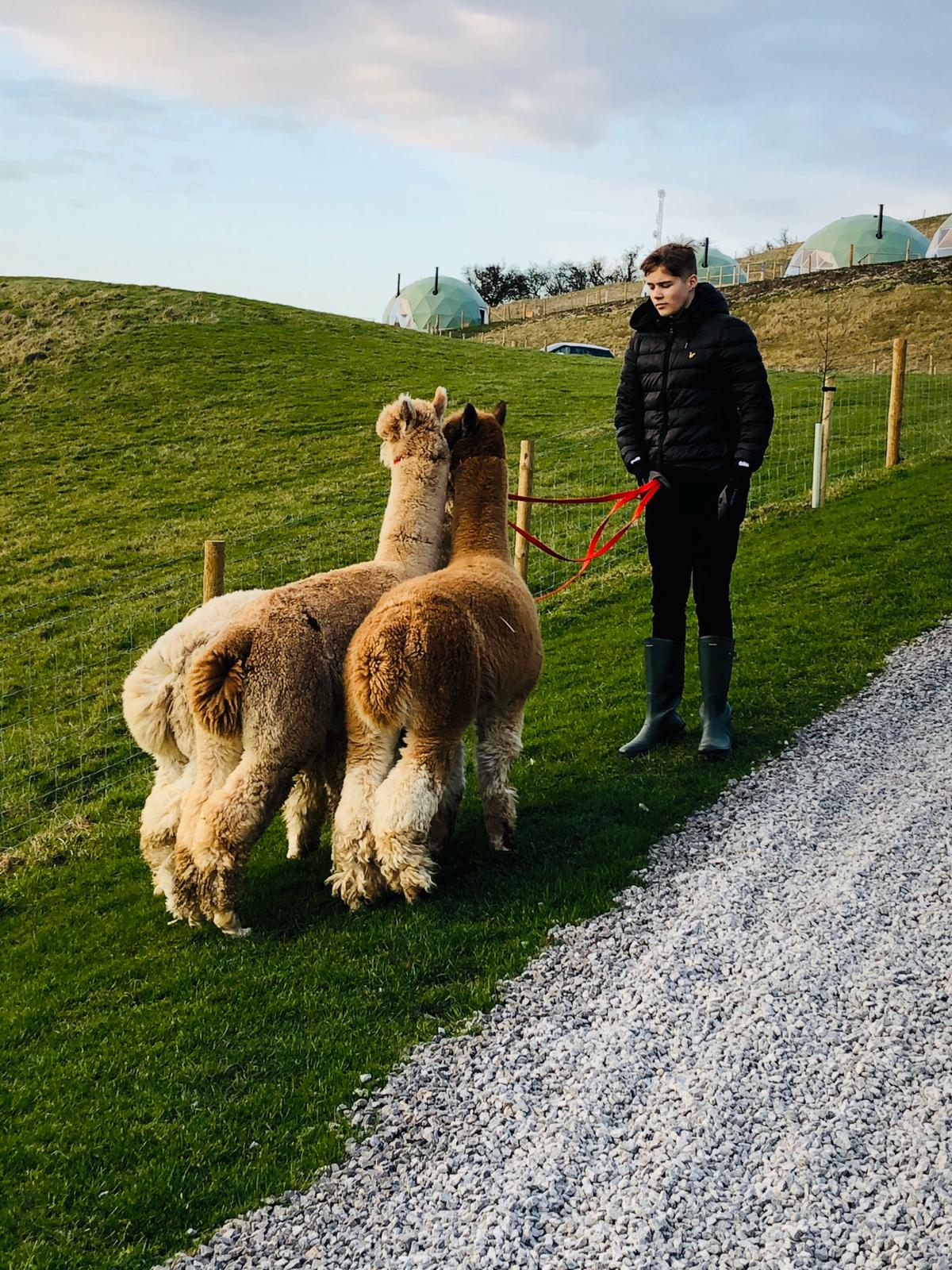 Alpaca Walking Experience & Tour Airbnb