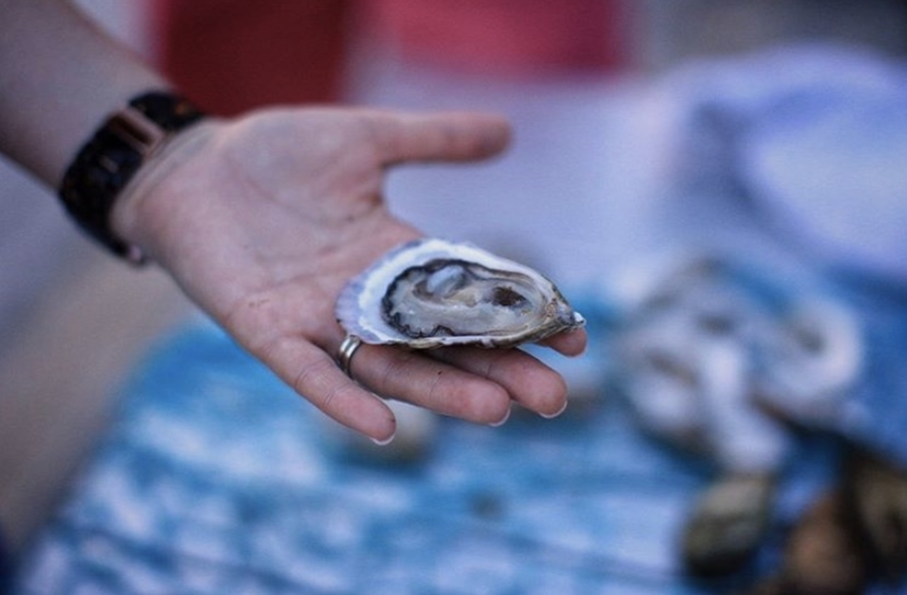 Shucking at Home with Oysters XO 