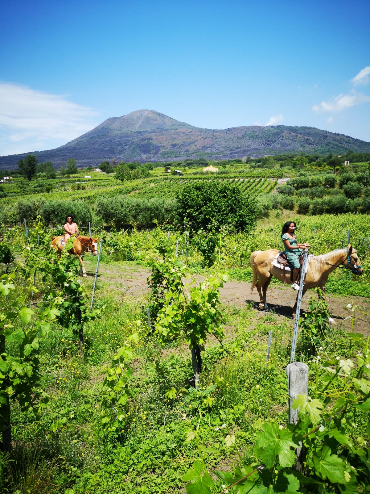 Vesuvius horse riding w/ wine tasting Airbnb
