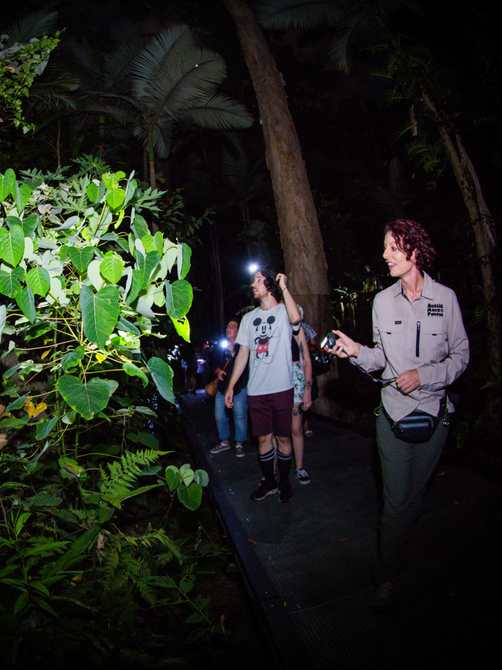 Night Walk Cairns Botanic Gardens Lets Go Buggin Airbnb