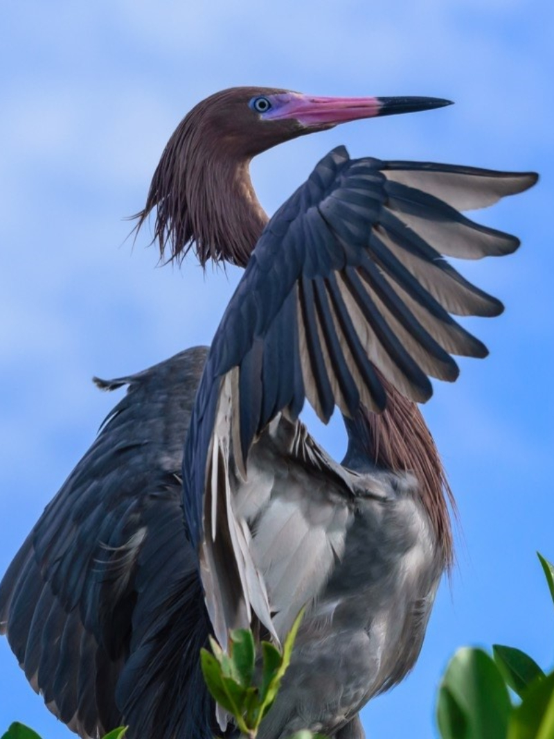 Bird Watching Bacalar Airbnb