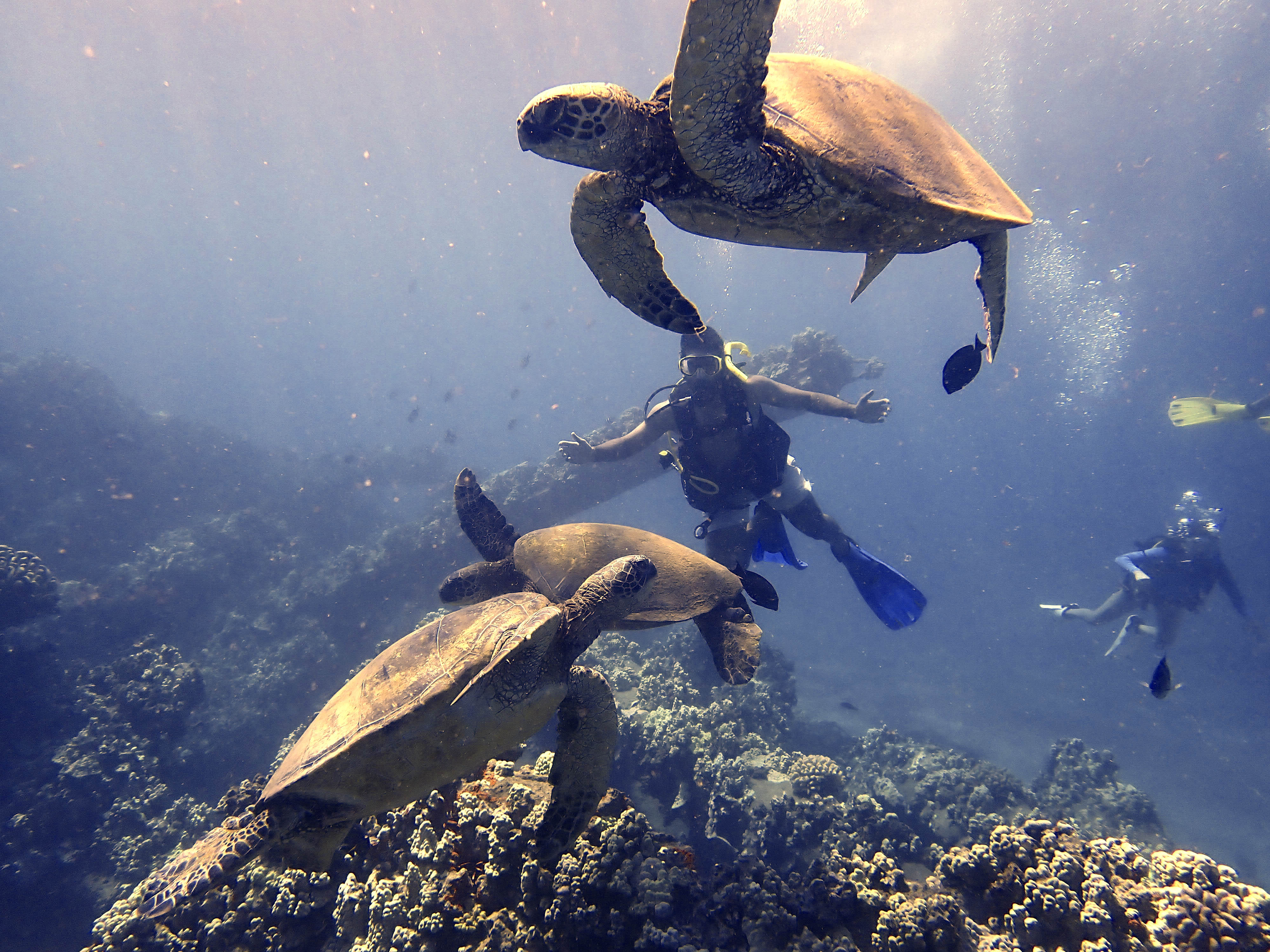 Maui Intro Scuba Diving w/ Turtles Airbnb