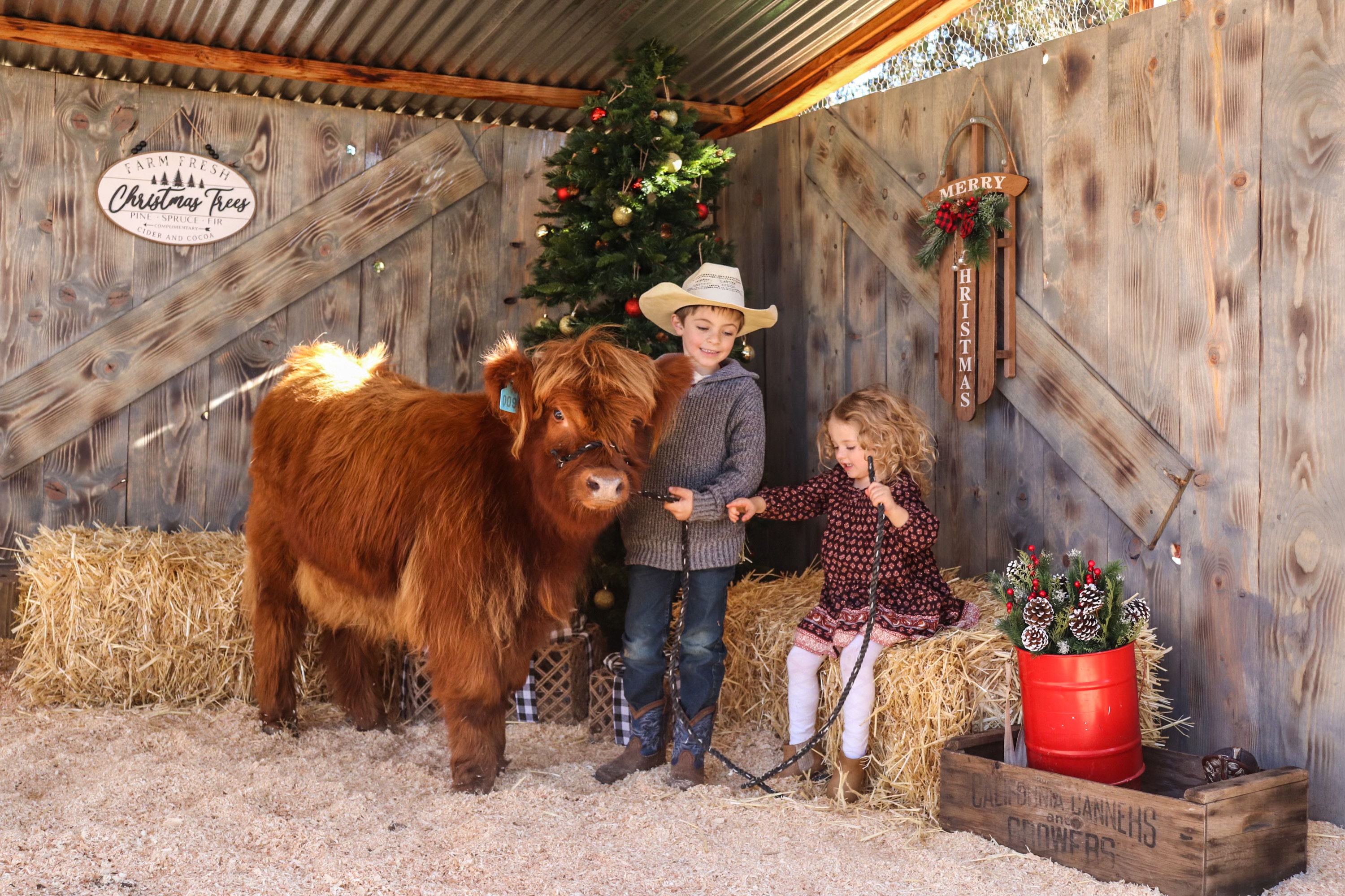 Spring Easter Highland Cow Experience With Photoshoot Airbnb