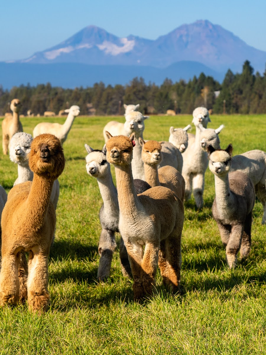 Alpaca Palooza - Alpaca & Goat Encounter - Airbnb