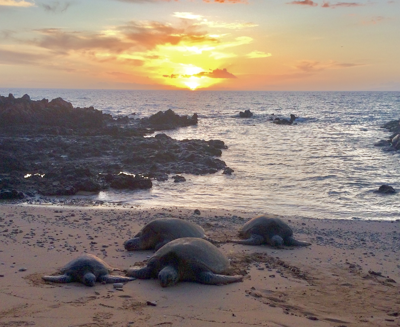 Honu Sunset Steps to the Beach! in Kihei-Makena, Hawaii