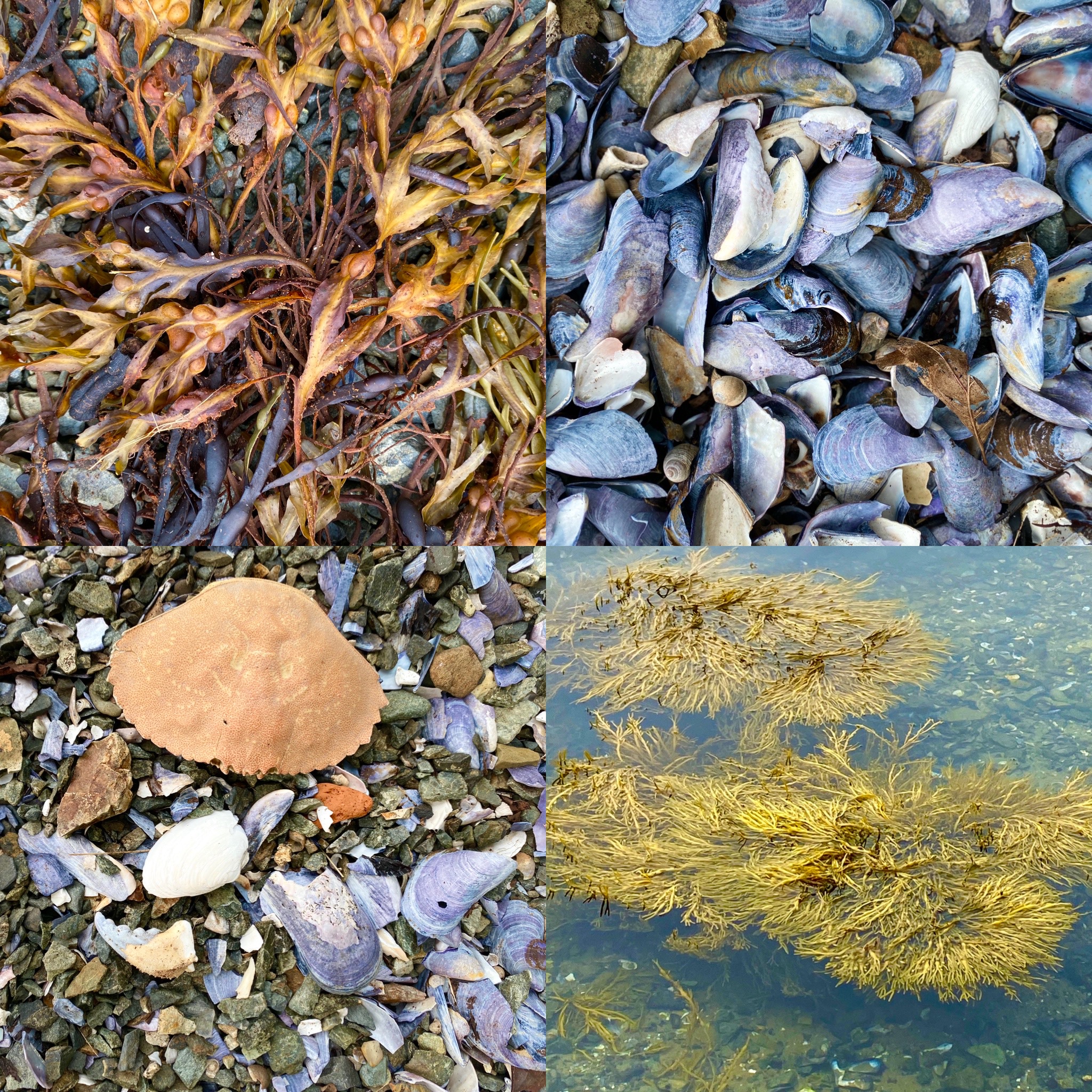 The Sea Glass Cottage at Bay Meadow Cottages