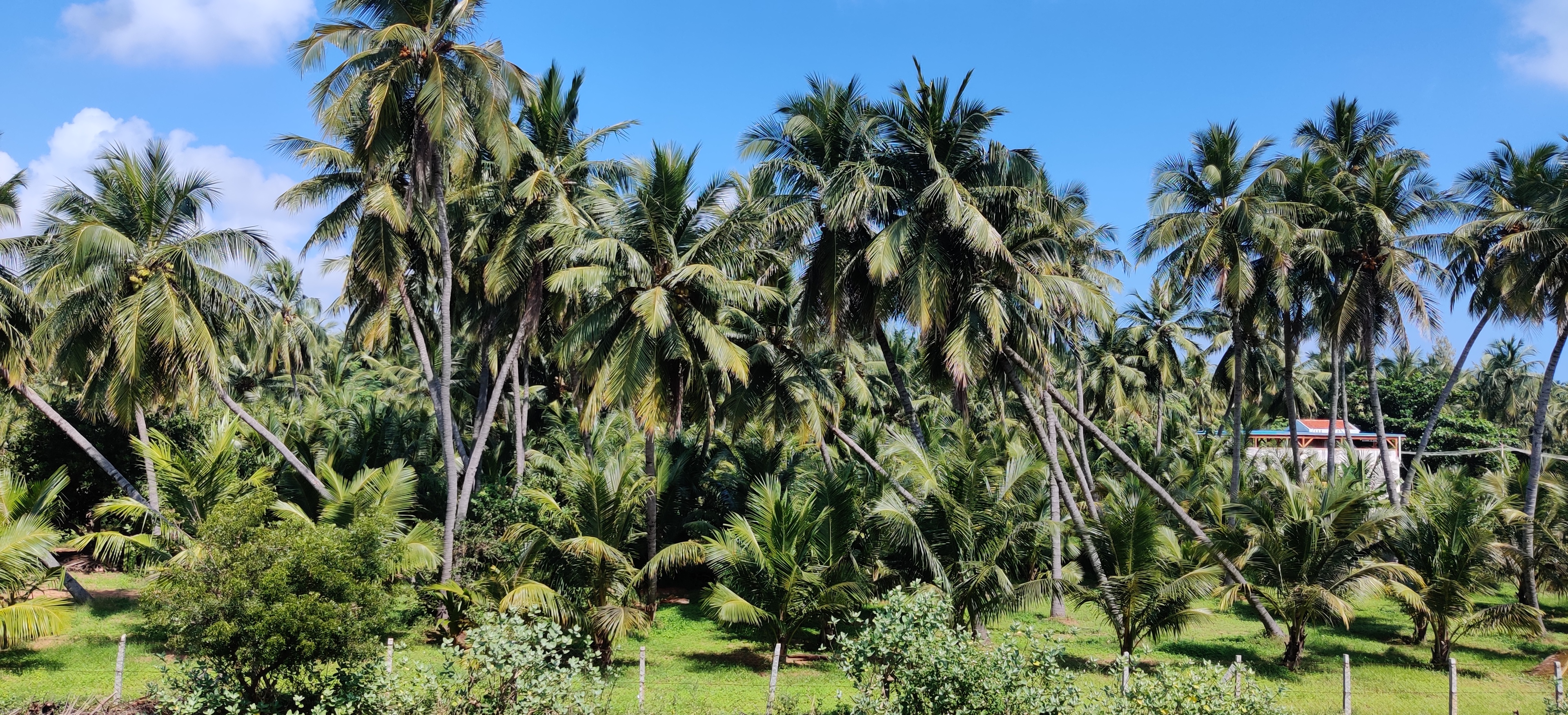 Coconut Grooves - Houses for Rent in Auroville, Tamil Nadu, India