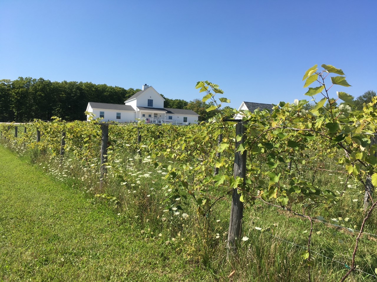 Perrone Vineyards Farmhouse Elvira Room Farm Stays For Rent In