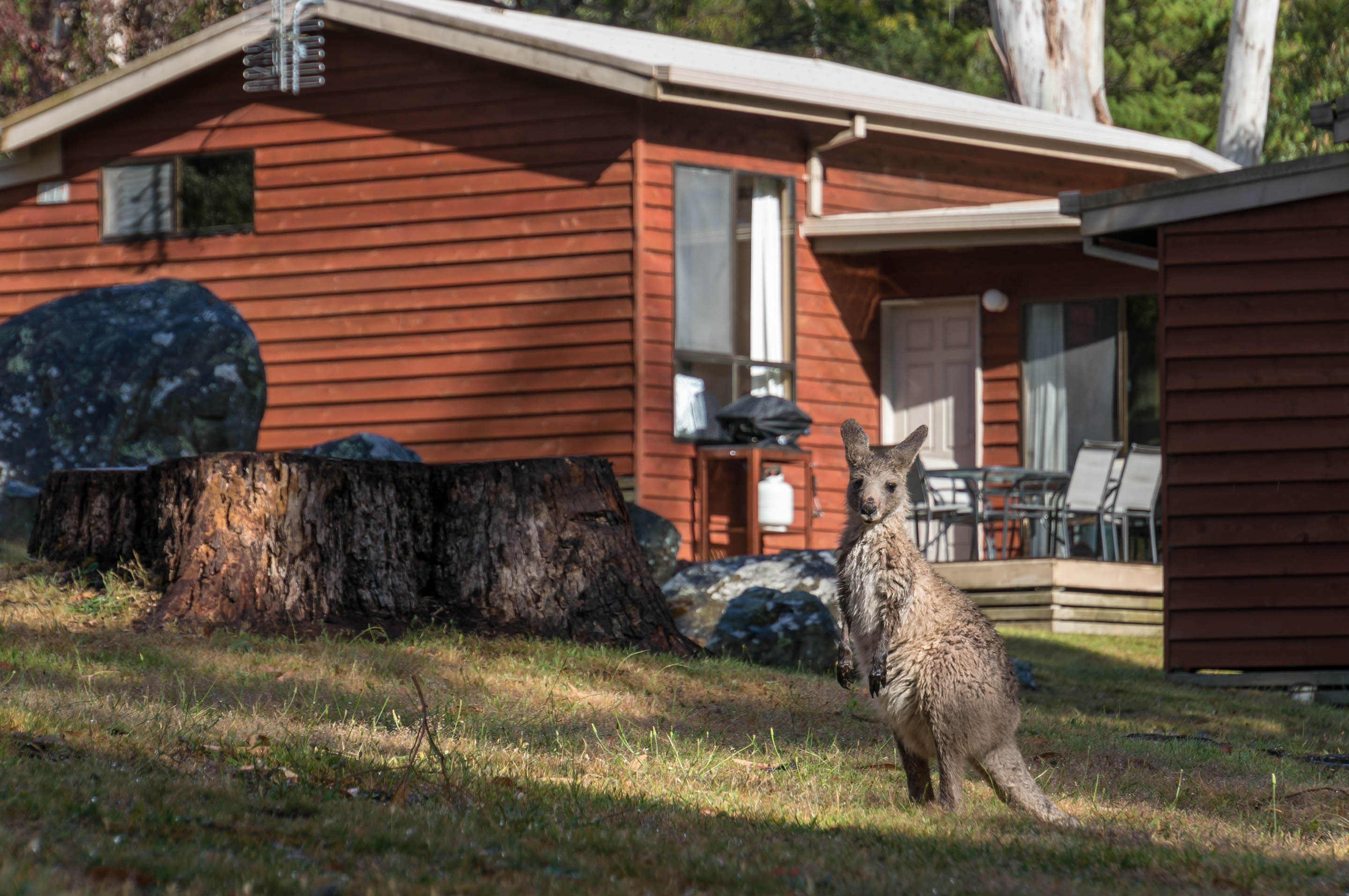Wonderland Cottages -Casuarina Cottage