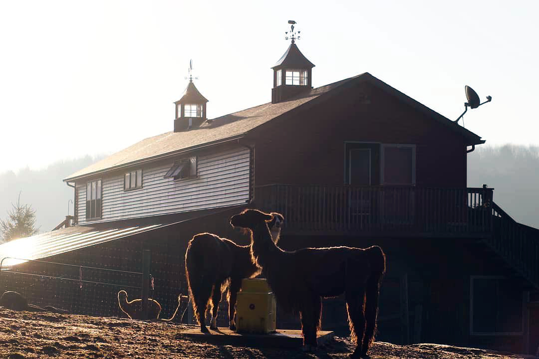 Sleep Above the Alpacas Scenic Farm Getaway