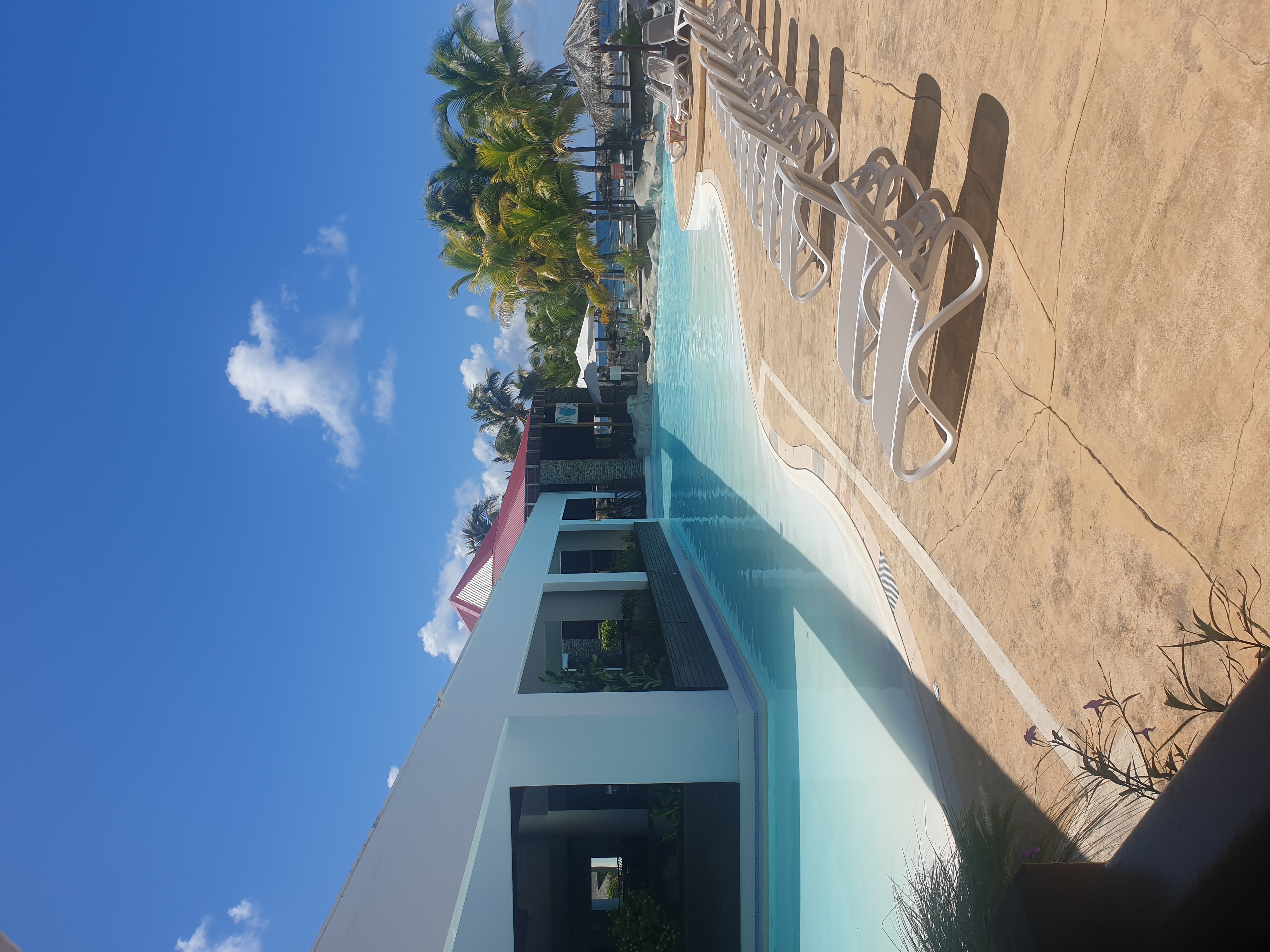 Hibiscus paradise