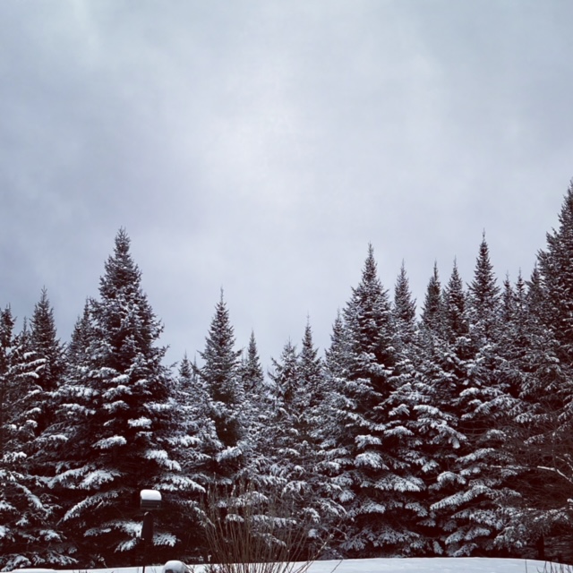 Silvae Spiritus Northwoods Nature Retreat Guesthouses for Rent in