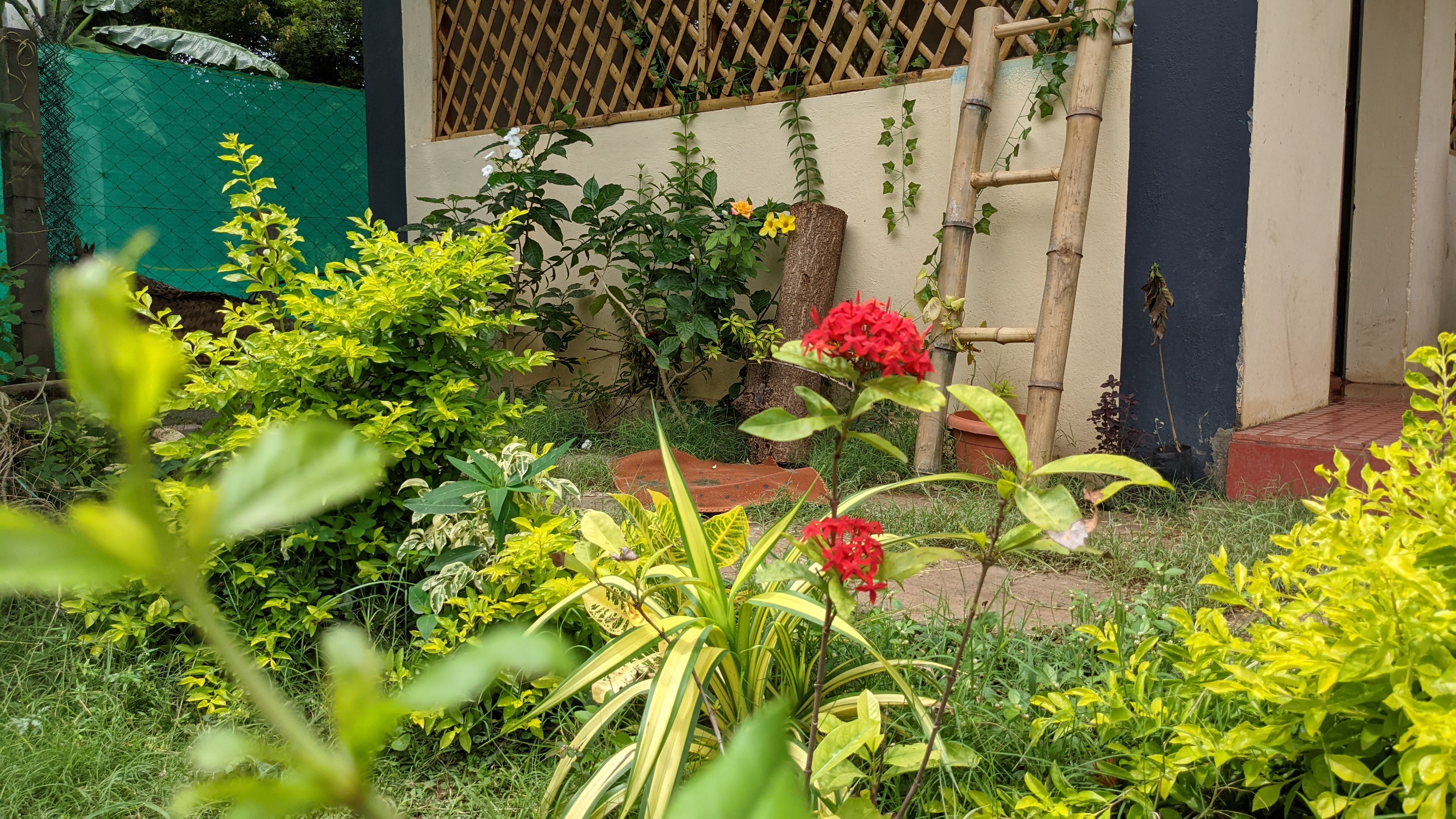 Dreamy Pinewood Villa Amidst Plants Pets Paintings Cottages For Rent In Madurai Tamil Nadu India