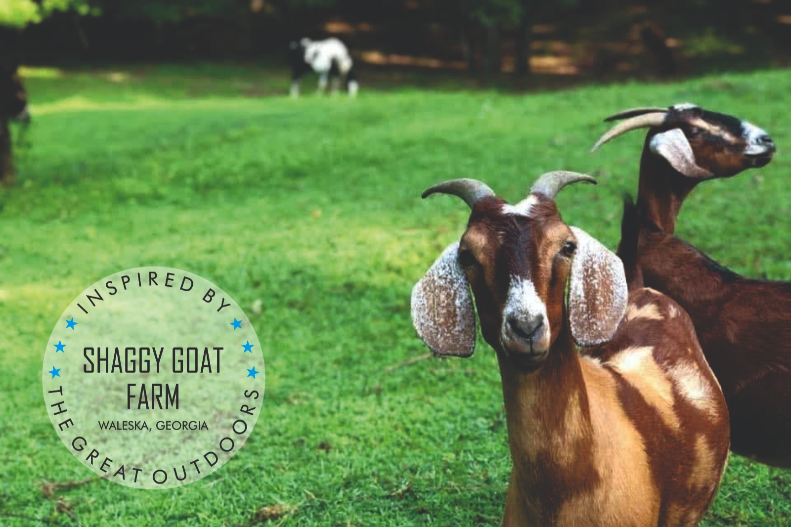 ★Shaggy Goat Farm R & R or Dream, Learn & Plan ★ Farm stays for Rent in Waleska,