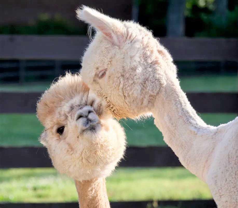 Cottage on Alpaca Farm
