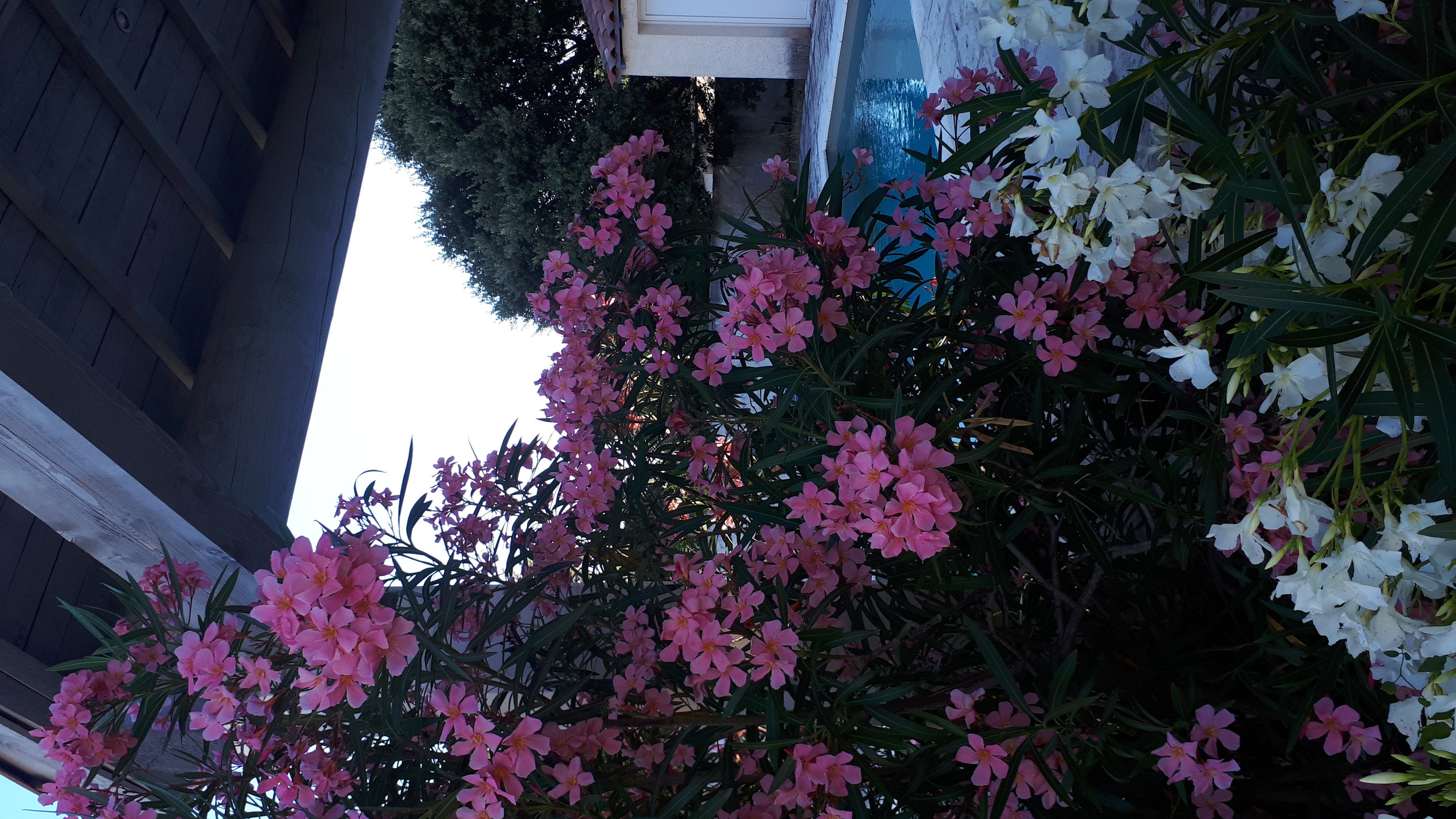 The House of Happiness