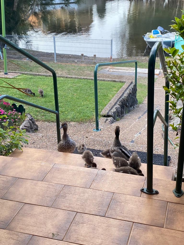 Waterfront Family Paradise Houses for Rent in Lake Conjola, New South Wales, Australia Airbnb