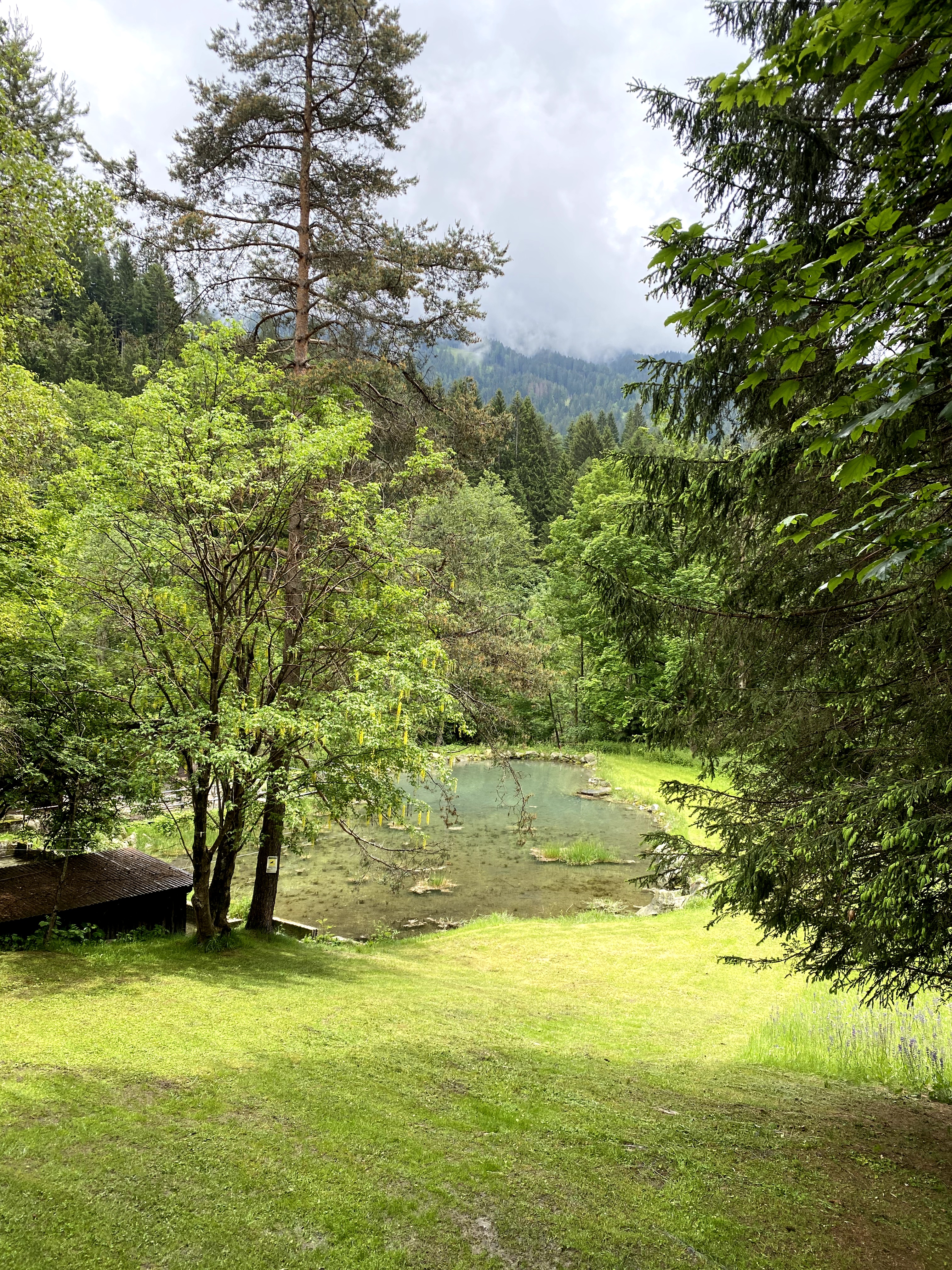 Cabin surrounded by greenery
