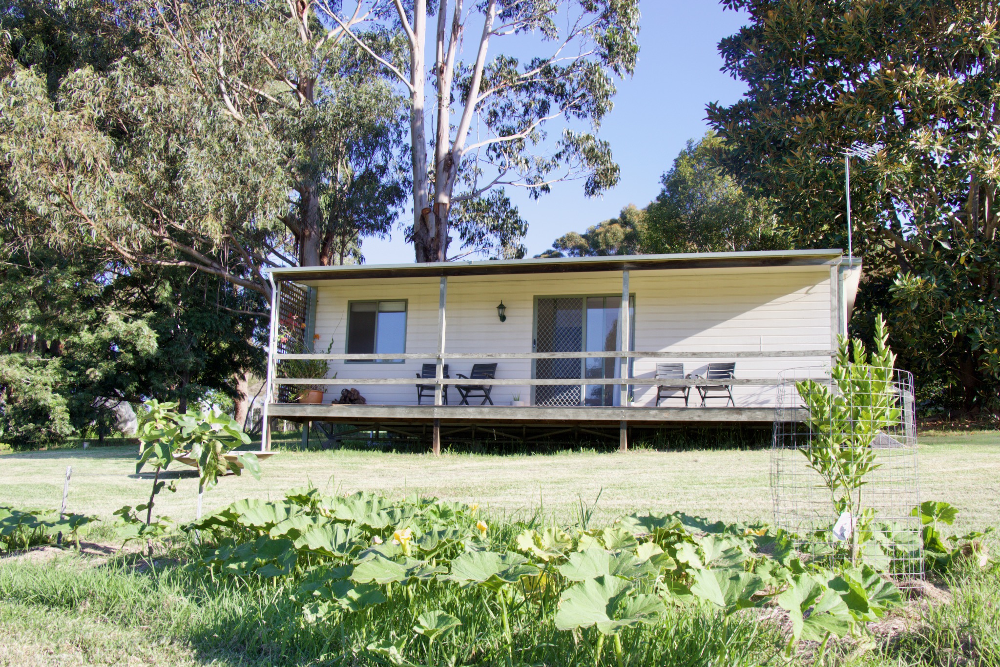 Ficus Cabin- Under the Morton Bay