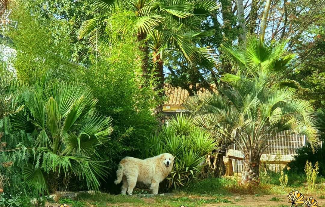 Renovated mobile home with botanical garden & animals
