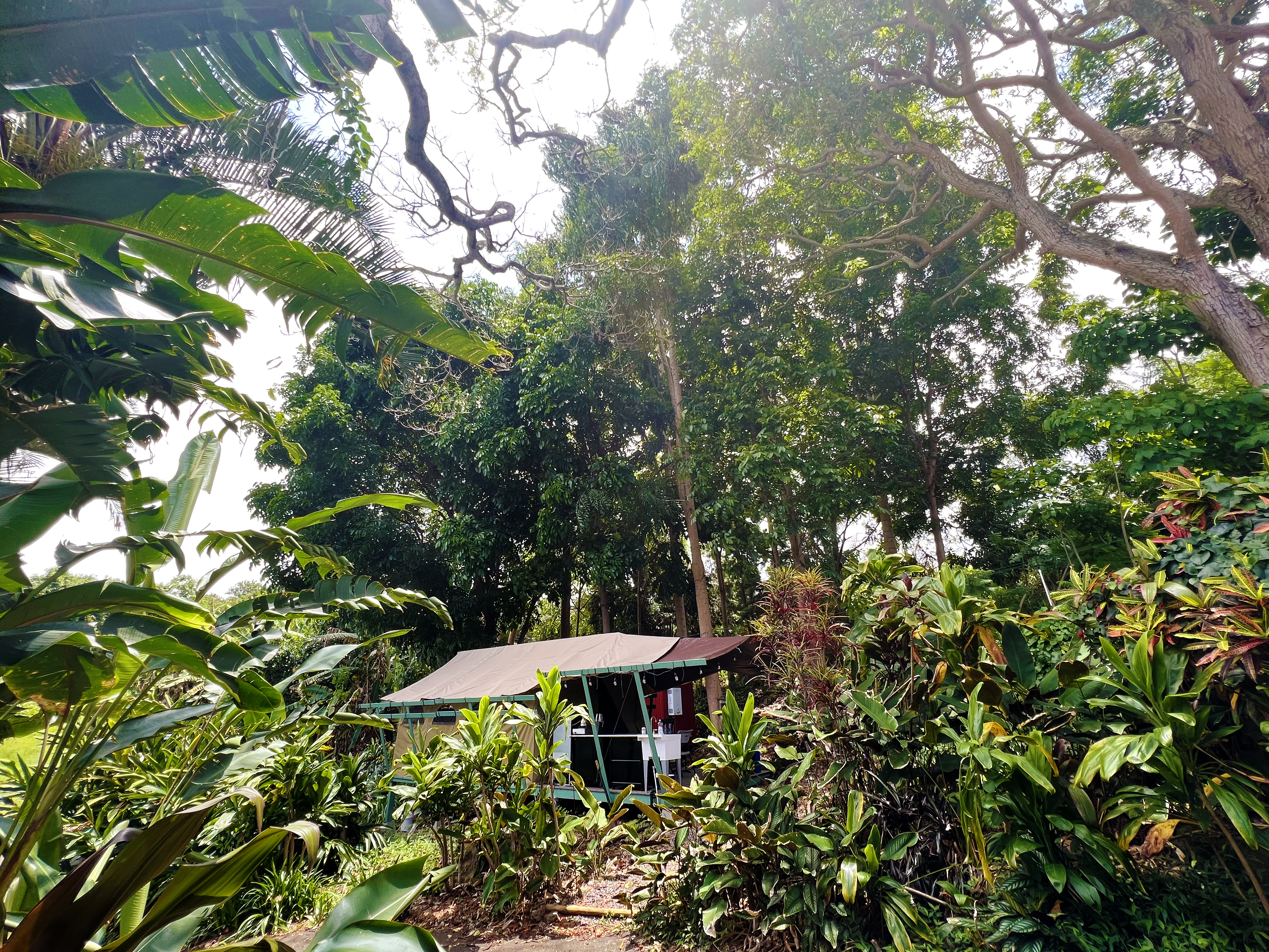 Jungle Canopy among the trees