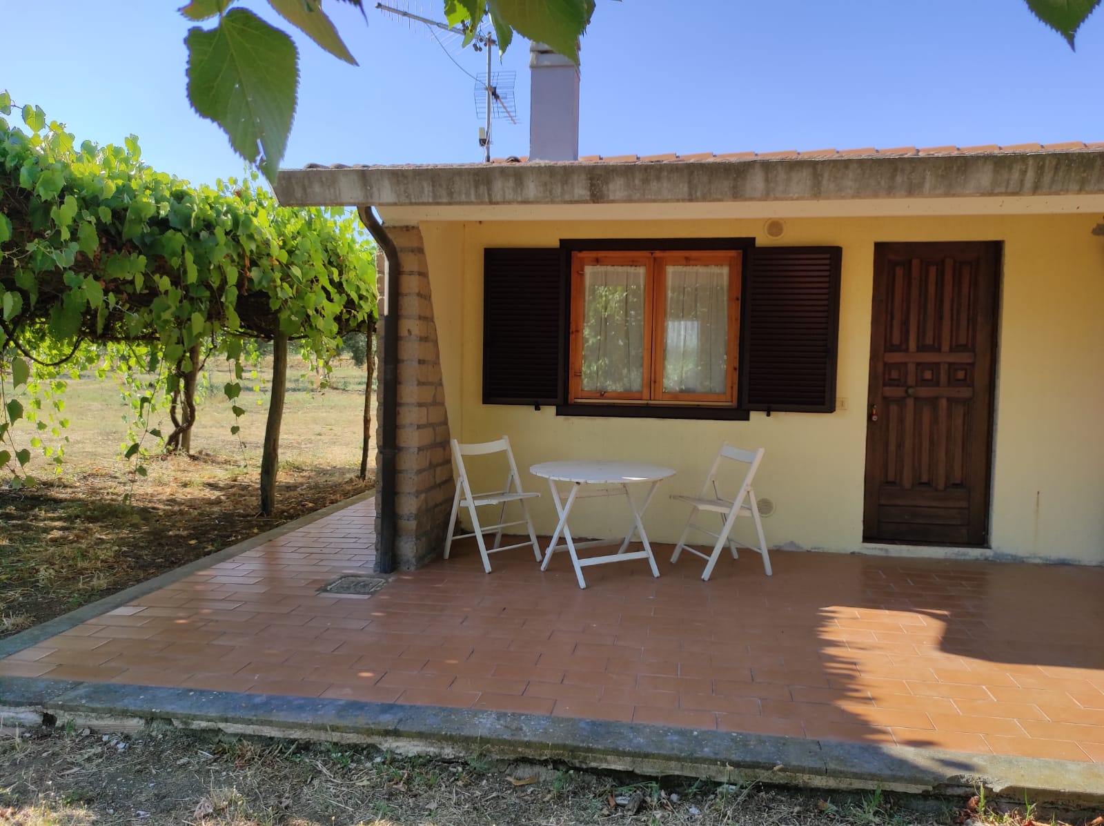 The house in the olive grove