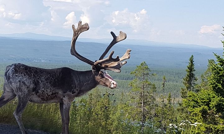 Himmelfjäll
Nicolaus väg 2b