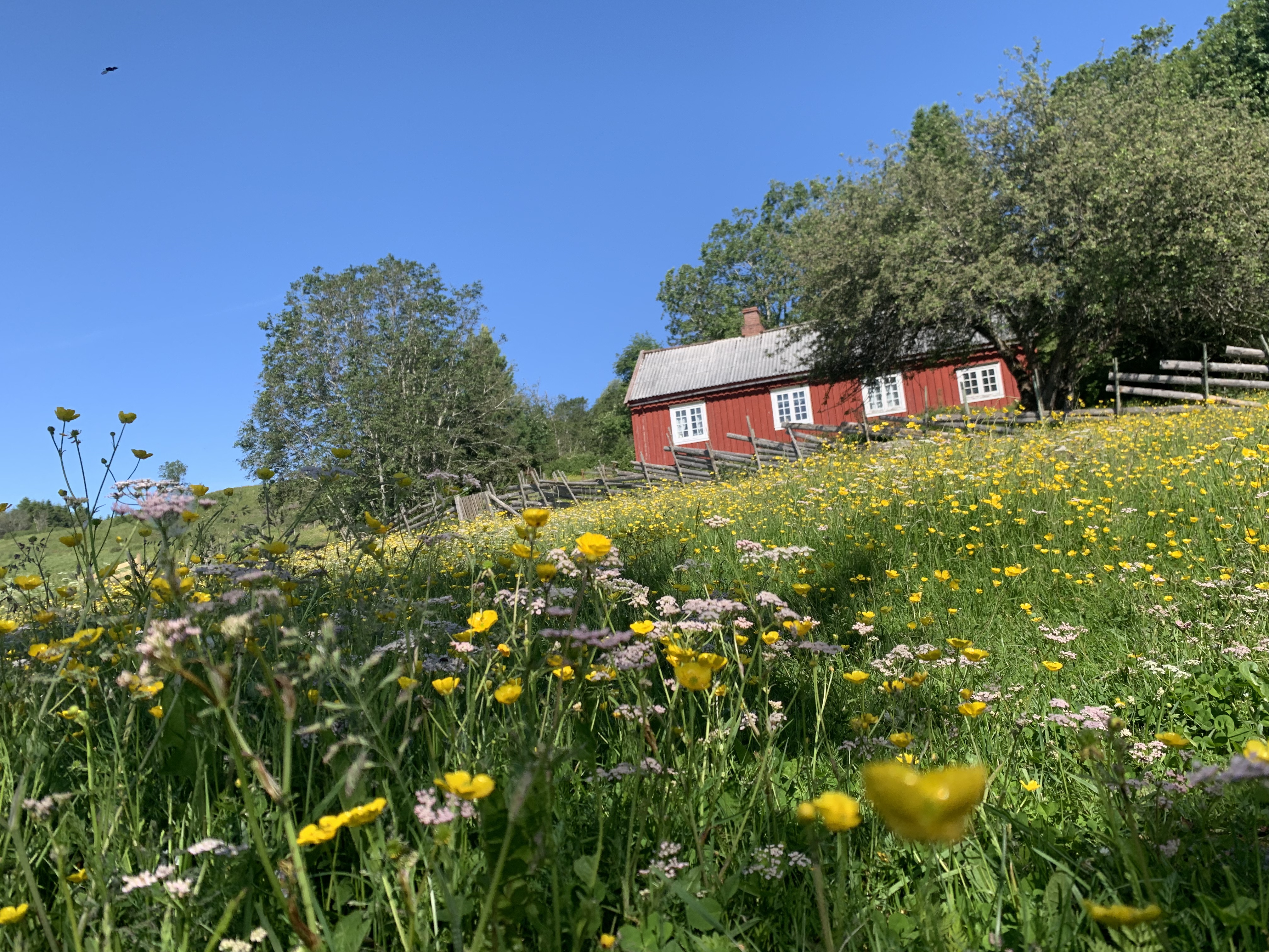 House space in pasture