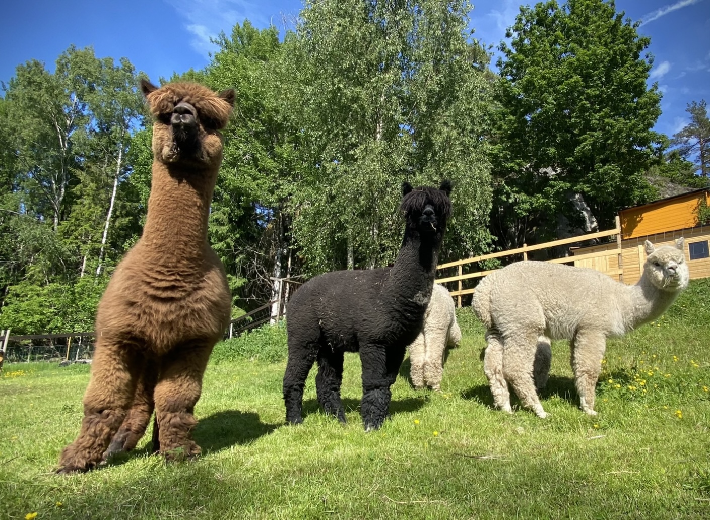 Krokgrinda - the idyllic nook in the woods!