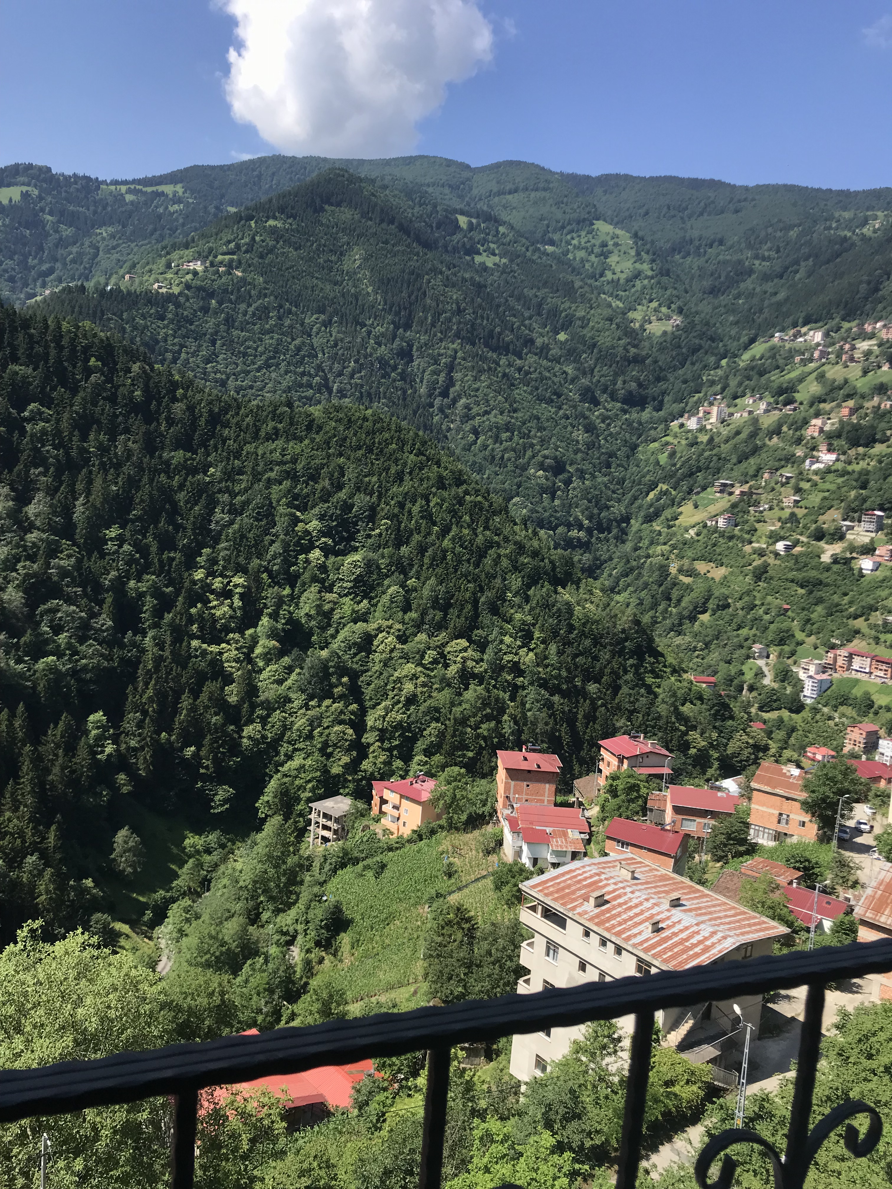 4) Overhead views of nature and forest
