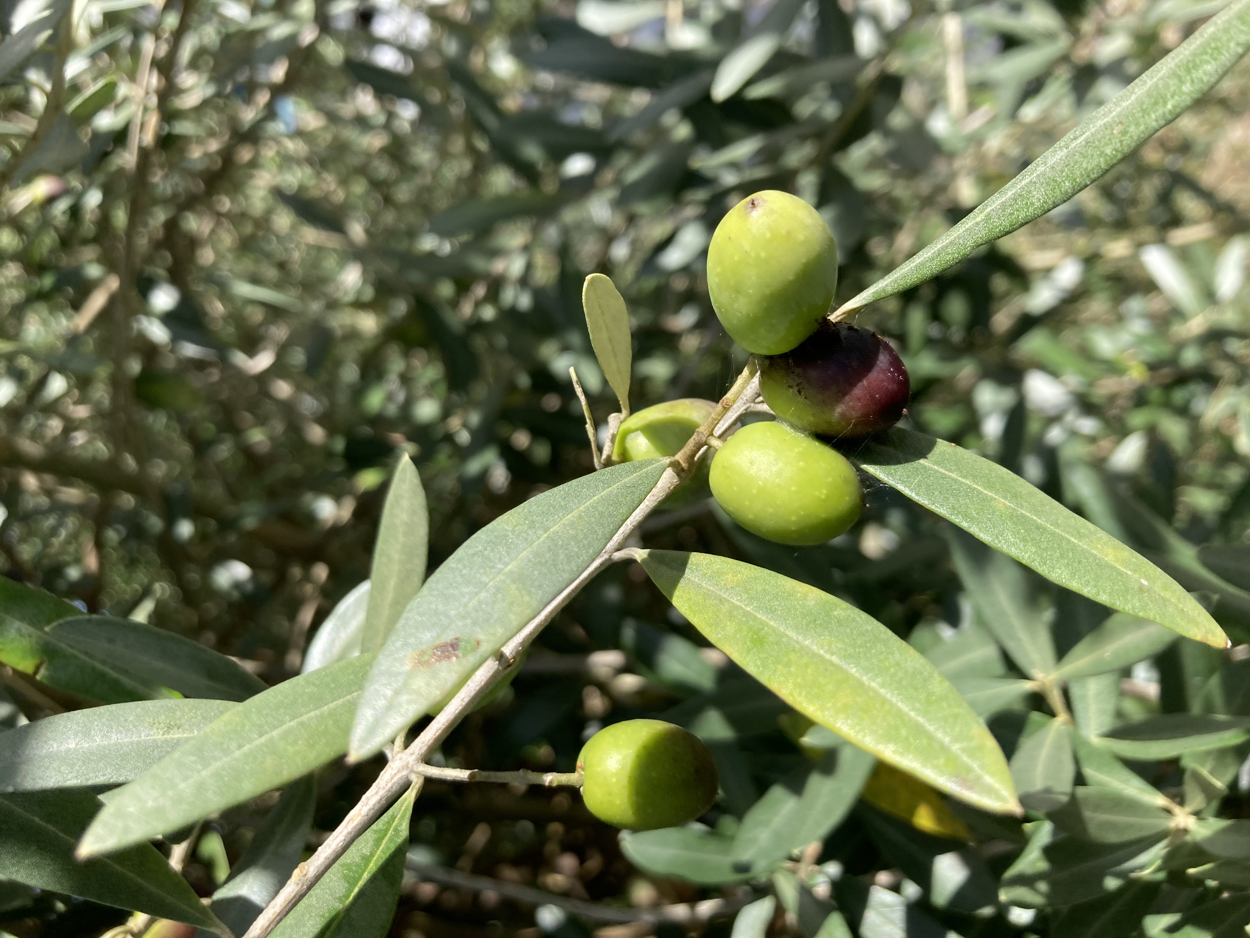 古民家民宿 オリーブ 1組限定 4名18,485円 ご家族連れにもおすすめ